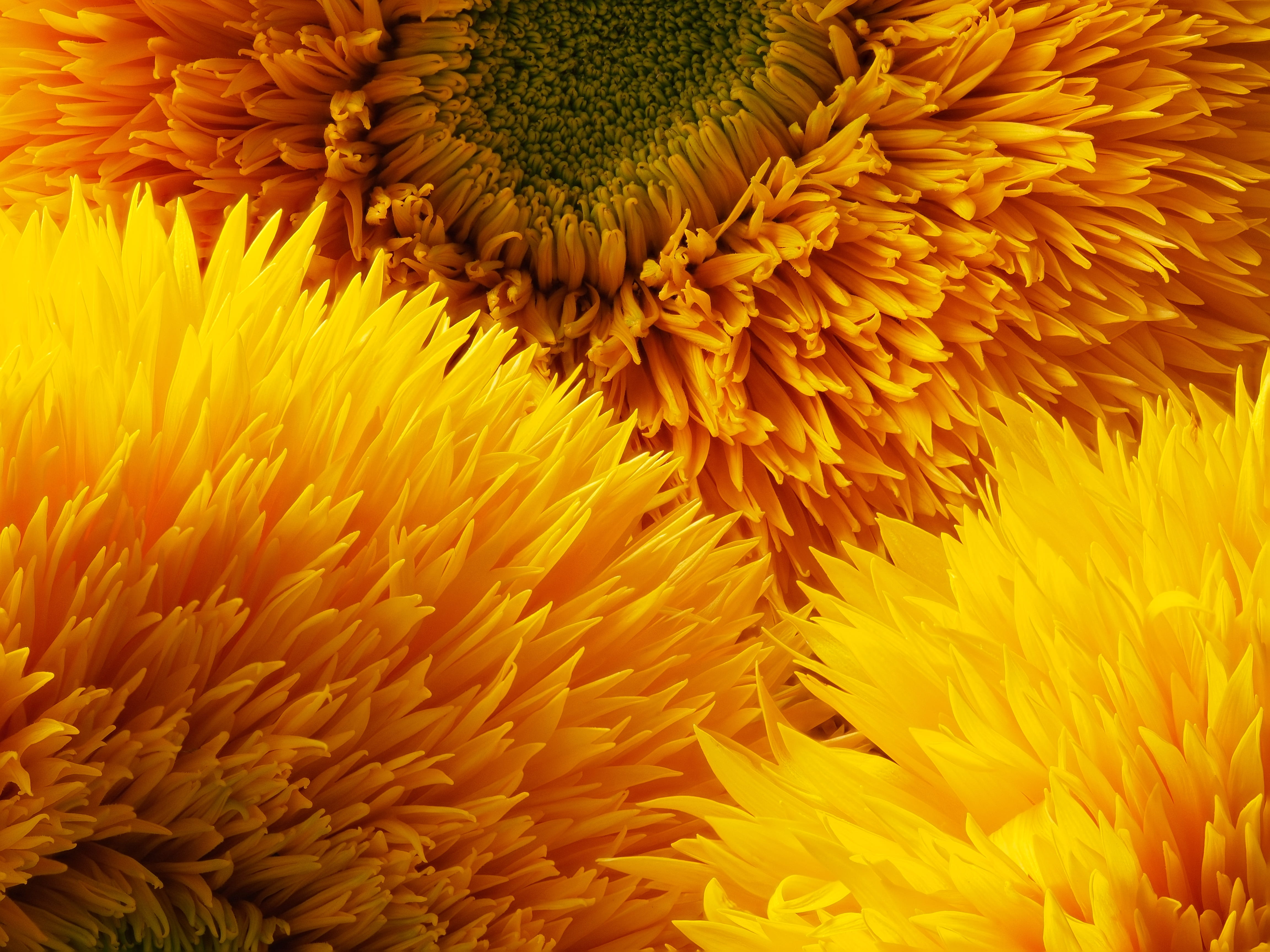 flower head, vulnerability, plant, bright, decorative, yellow, triple, nature, outdoors, summer, day, teddy bear, bloom, flowering plant, no people, fluffy, HD Wallpaper