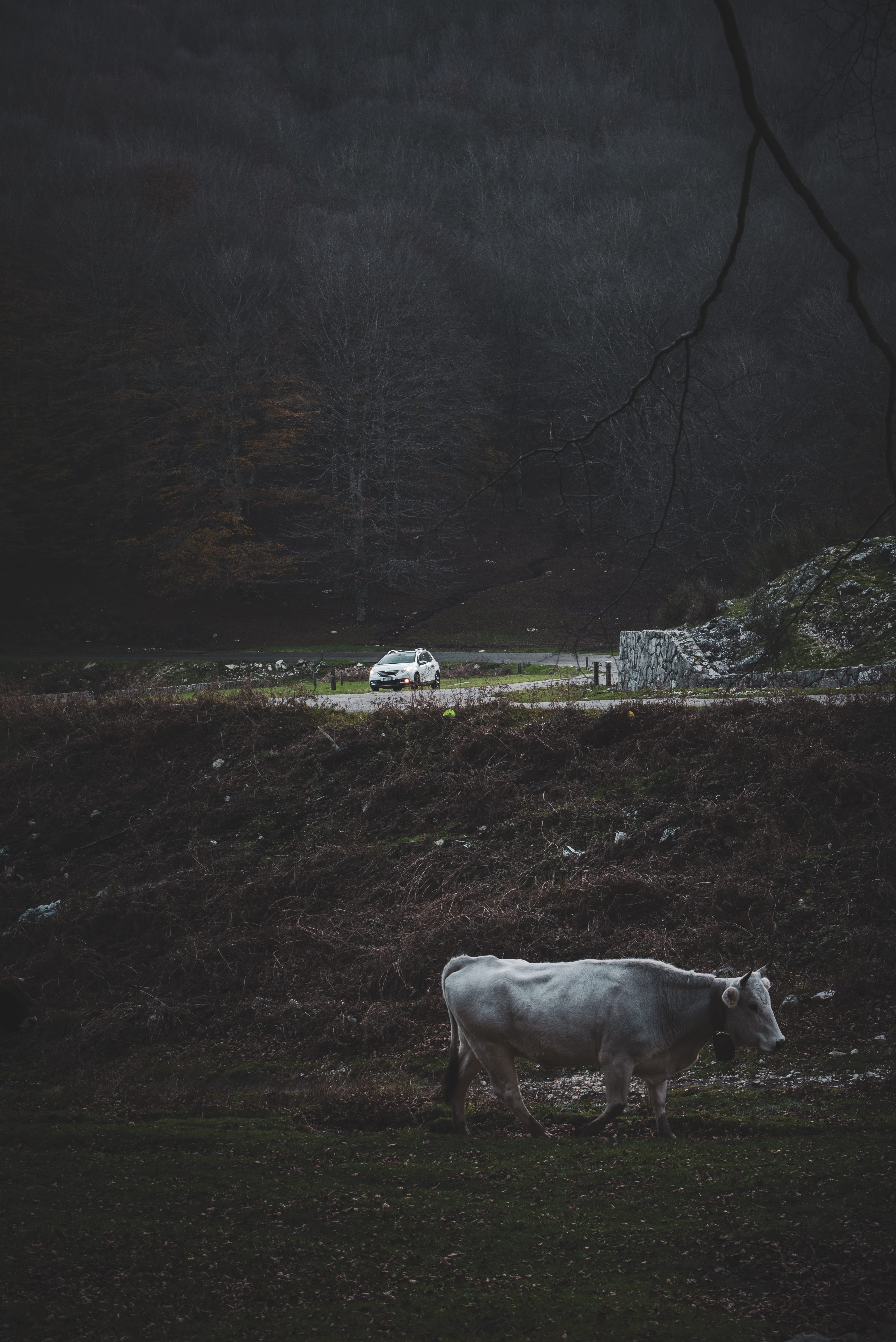 vertebrate, vehicle, plant, tire, angus, 5K, dairy cow, livestock, no people, group of animals, longhorn, bull, domestic animals, tree, weather, art, outdoors, Phone HD Wallpaper
