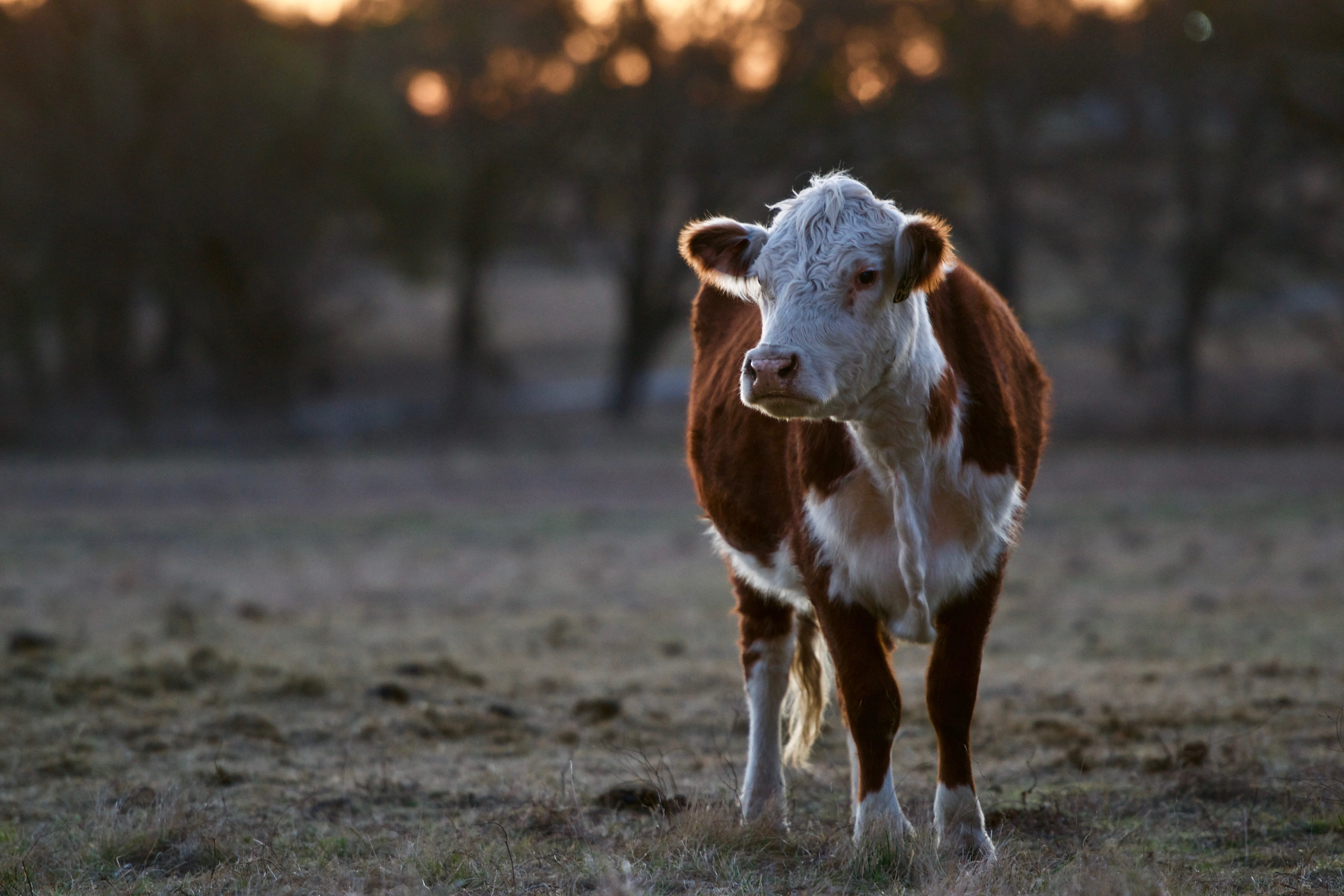 grey, bokeh, pets, focus, 4K, animal, portrait, day, mammal, one animal, herbivorous, sunset, field, waco, plant, early, sunrise, goat, cow, livestock, HD Wallpaper