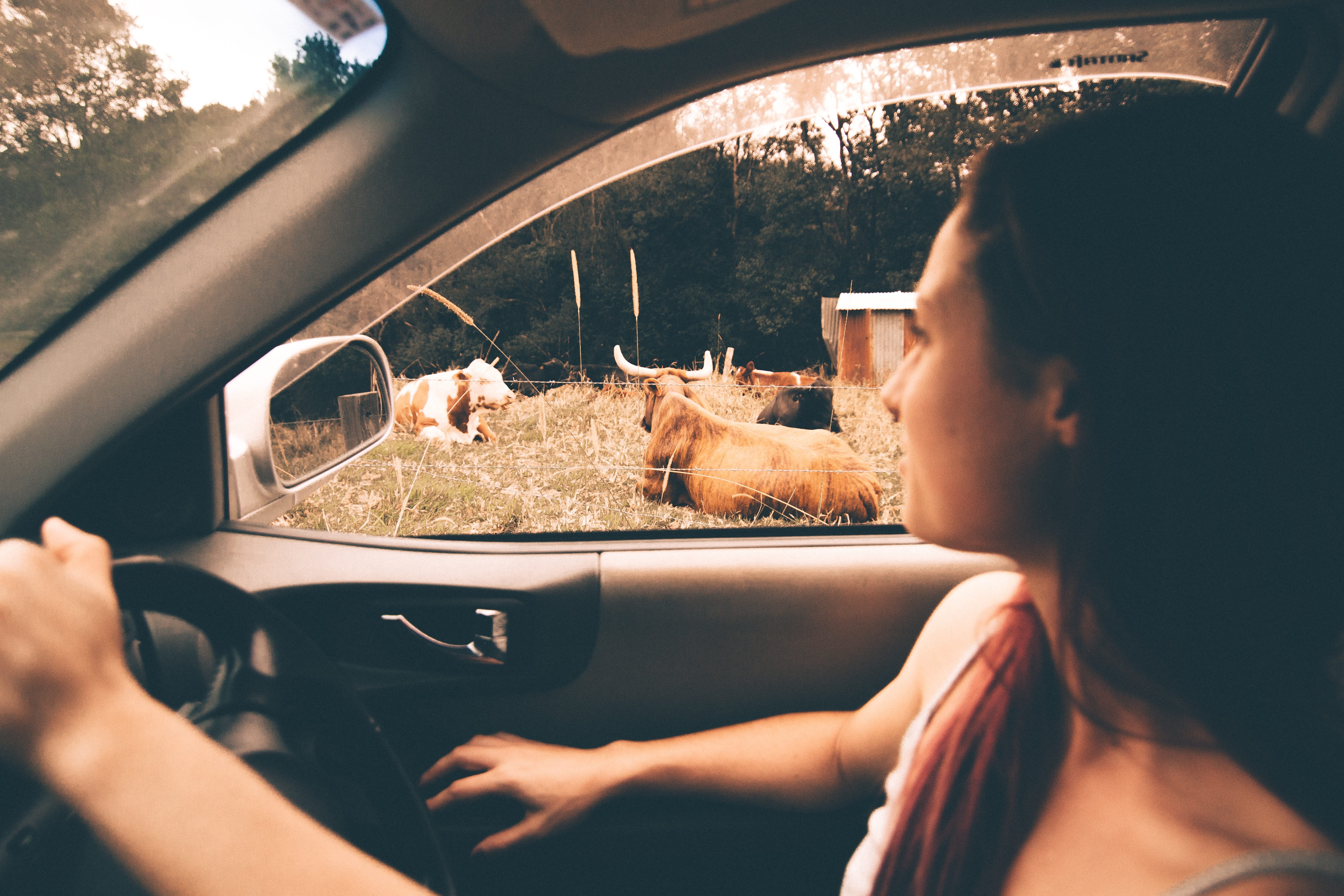 road trip, mode of transportation, adult, women, car, travel, portrait, offspring, car interior, vehicle interior, cow, motor vehicle, headshot, child, HD Wallpaper