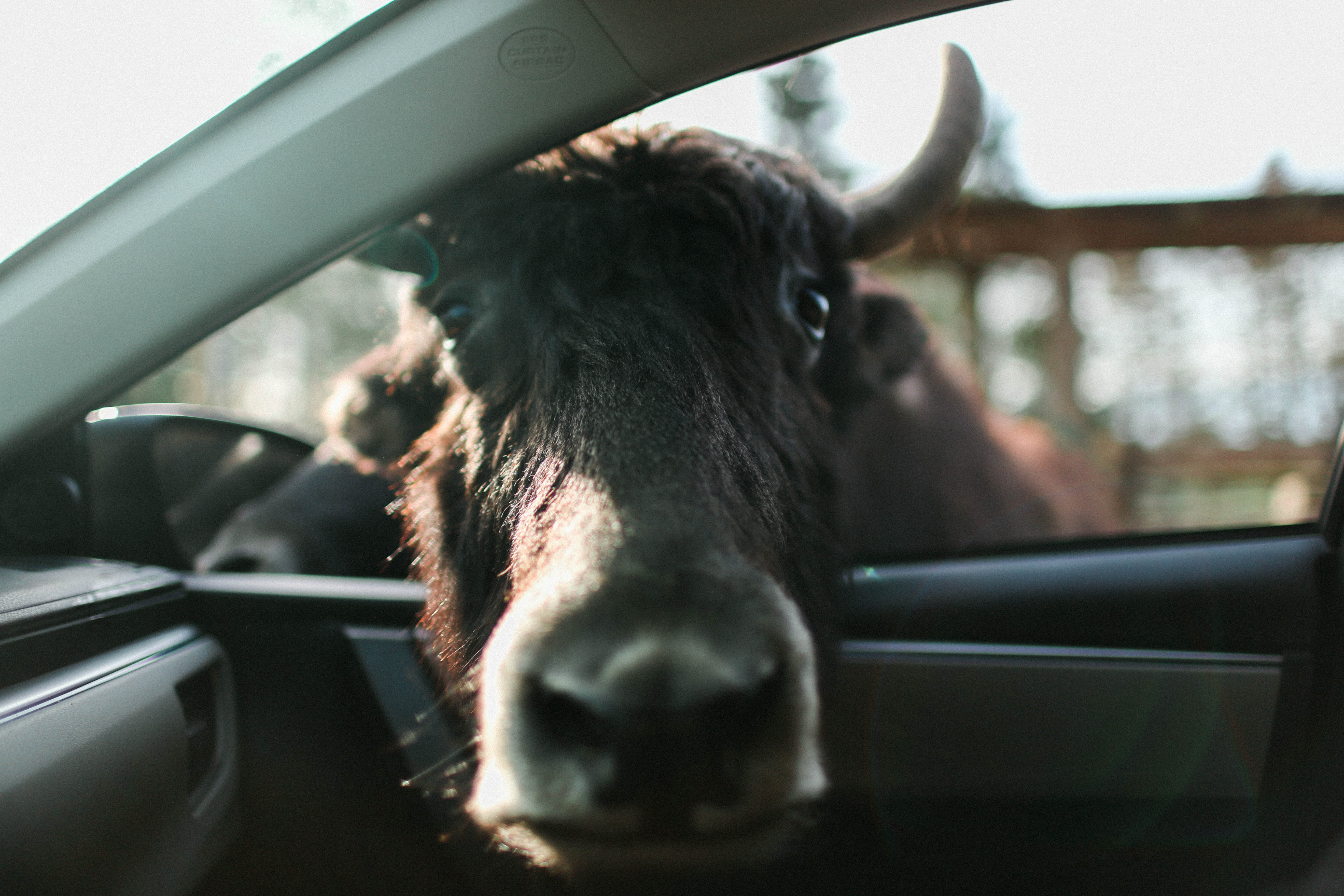 day, black, herbivorous, vehicle, vertebrate, 5K, domestic, head, cow, brown, no people, animal, vehicle interior, animal head, inside, motor vehicle, HD Wallpaper
