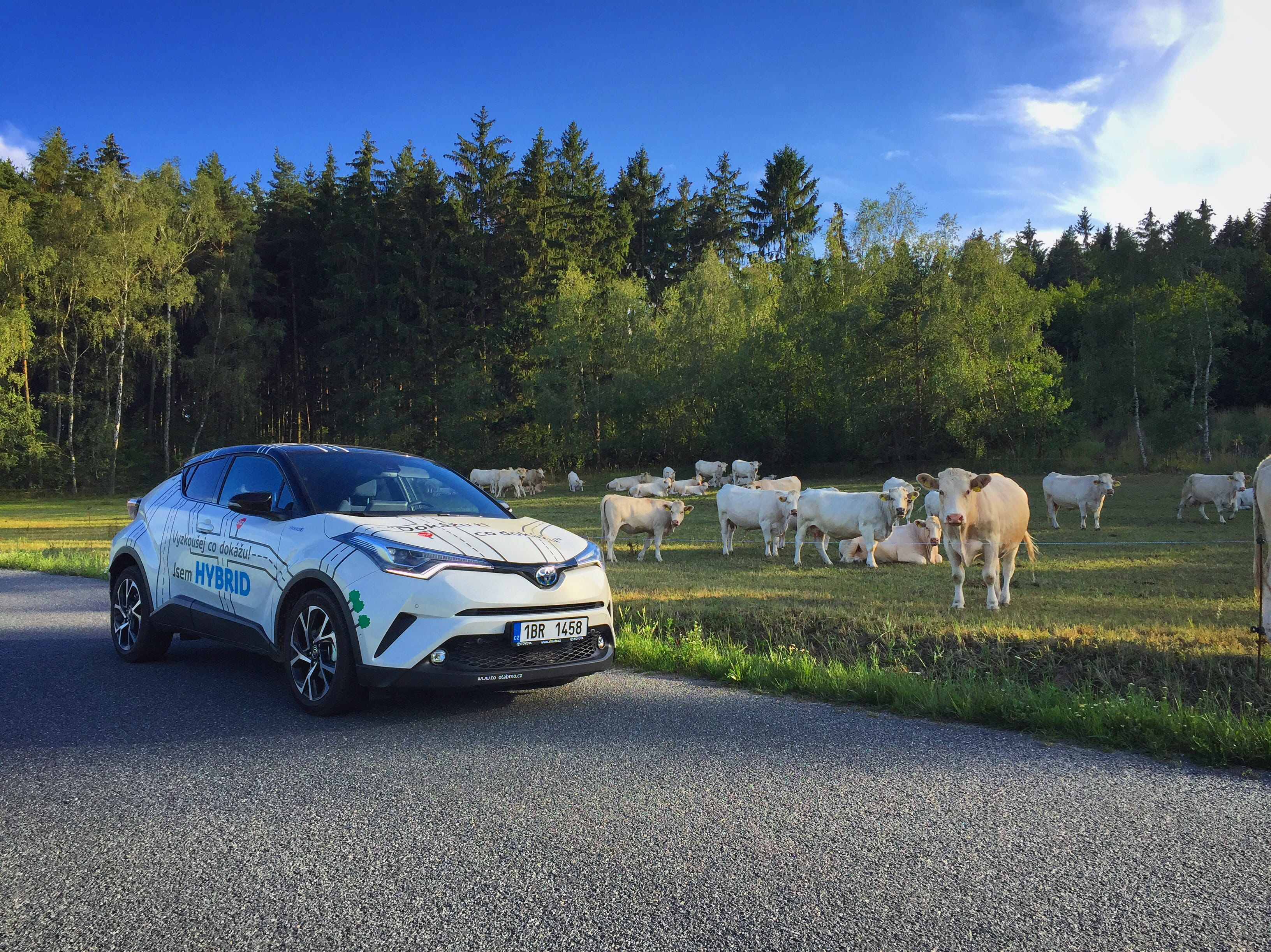 street, nature, 2K, car, cows, suv, mammal, no people, hybrid, domestic, motor vehicle, road, toyota c-hr, hodov, livestock, toyota, white car, plant, HD Wallpaper