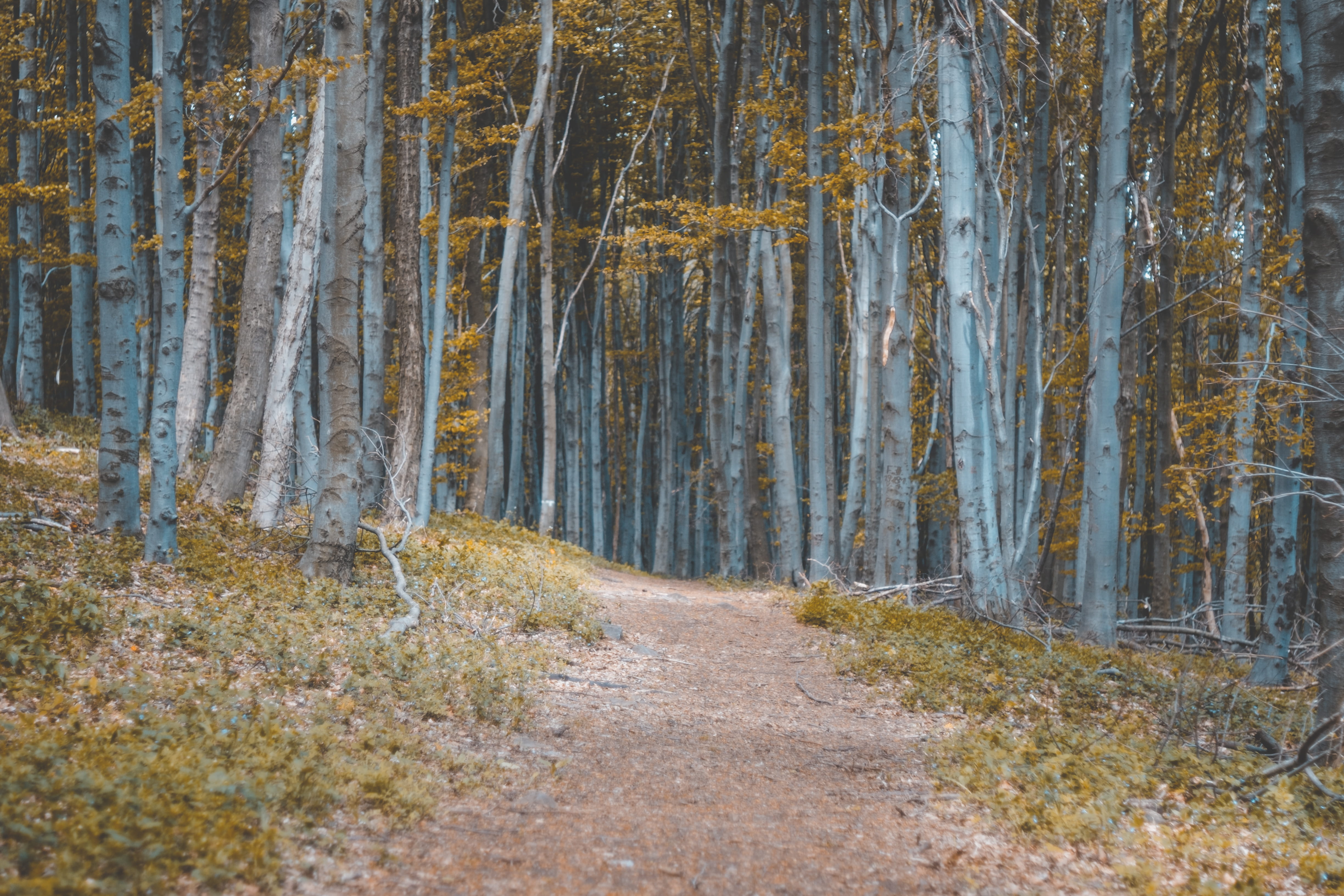 growth, pure, idyllic, park, hiking, trees, the way forward, relaxation, trail, direction, tranquil scene, gyöngyös, hungary, 4K, reserve, no people, tranquility, HD Wallpaper