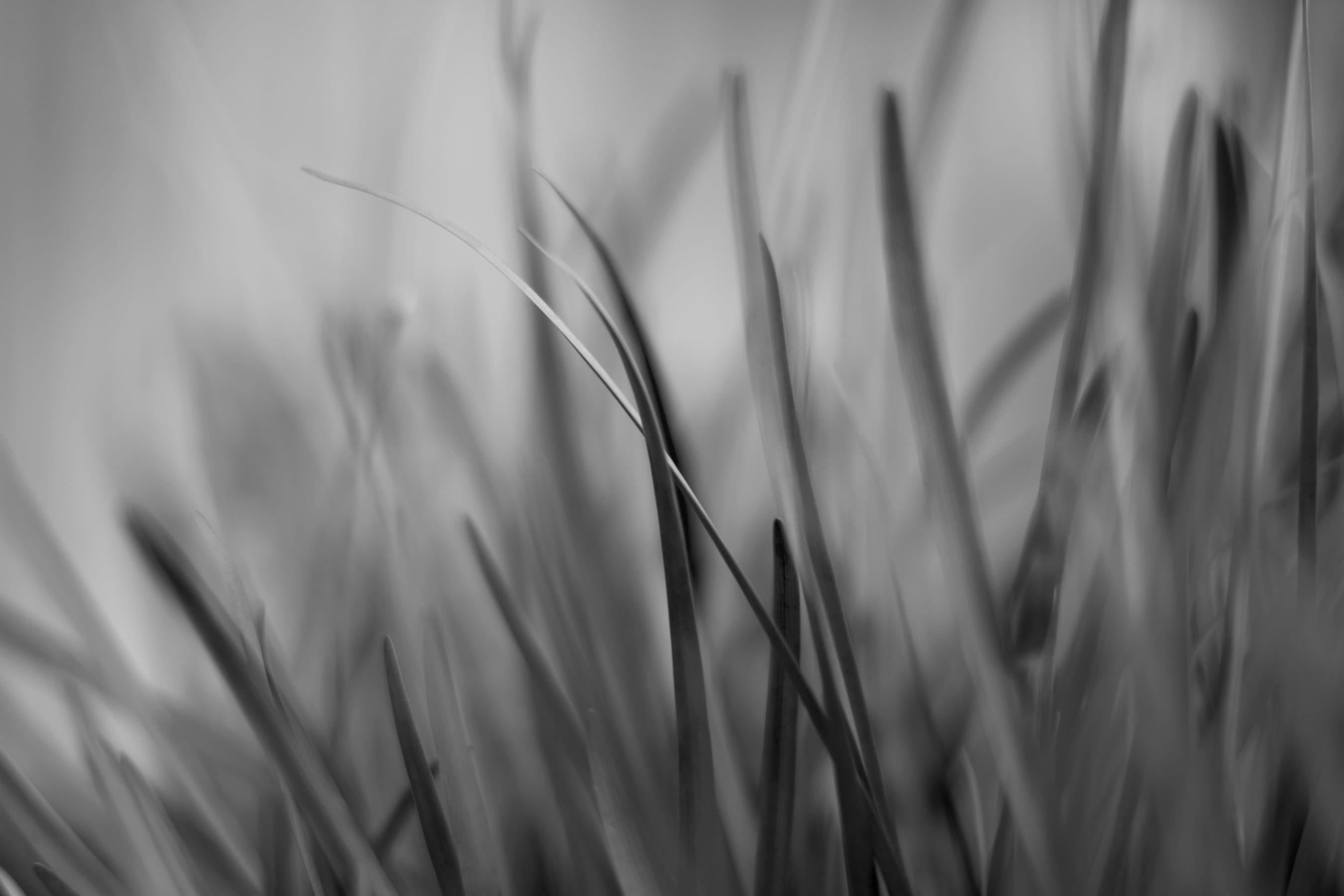 field, plant, black, 2K, black and white, growth, stalk, selective focus, grass, farm, day, blade of grass, close-up, crop, green color, focus on foreground, HD Wallpaper