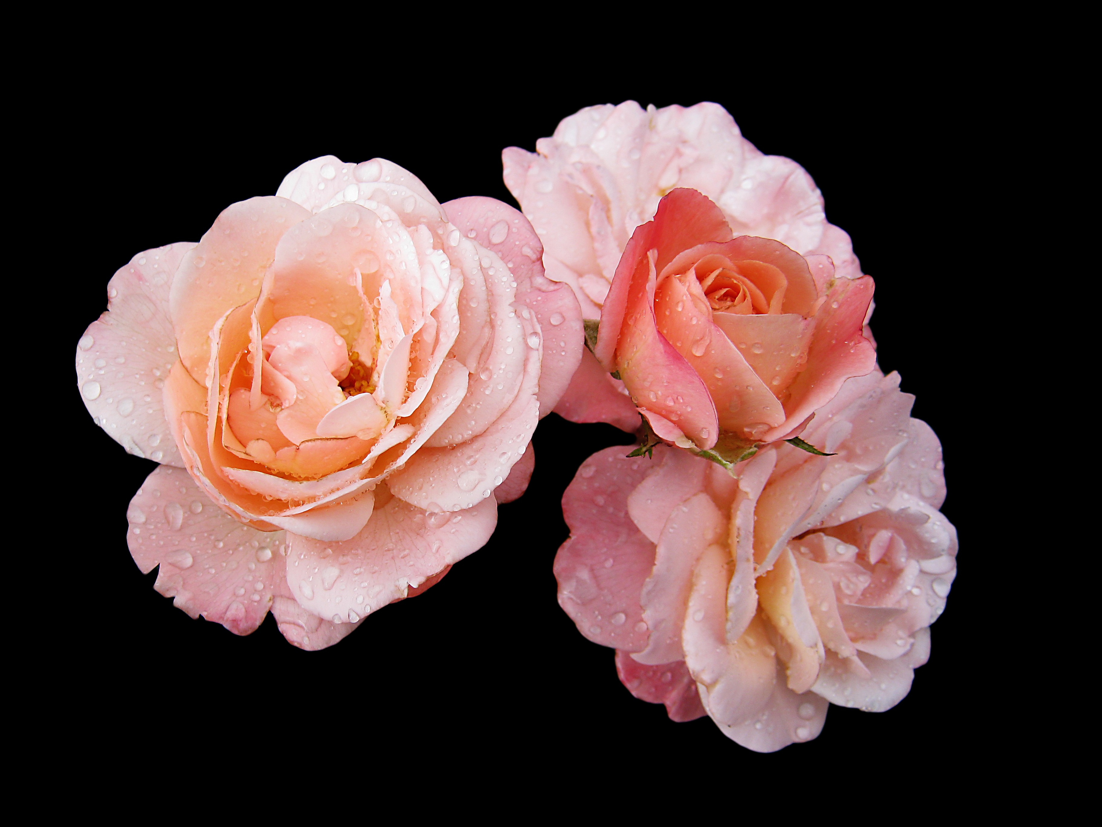 koblenz bed, vulnerability, frisch, buga, close-up, wet, rose - Flower, decoration, color, studio shot, rose, blütenmeer, isolated, dew, water, petal, garden, HD Wallpaper
