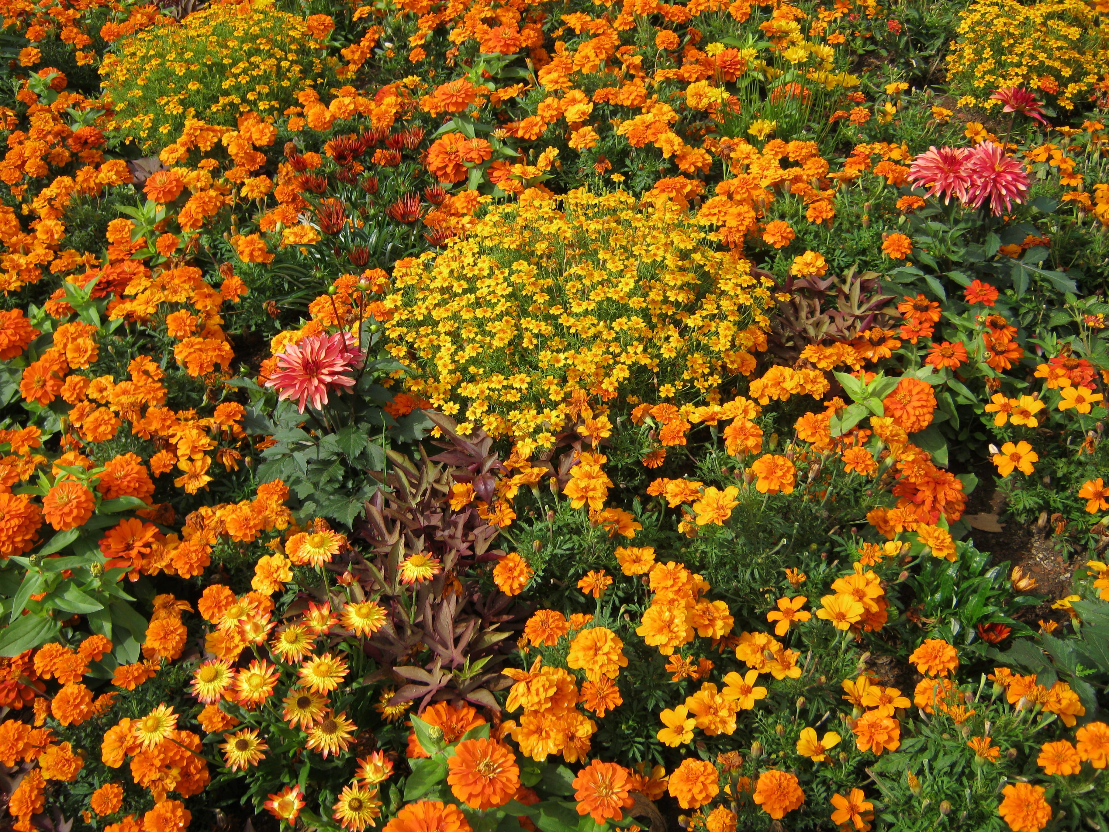 growth, orange, abundance, Discounts, Bed, plant, flowerbed, garden exhibition, freshness, decorative, fragility, botany, color, blütenmeer, flower, flower Head, HD Wallpaper