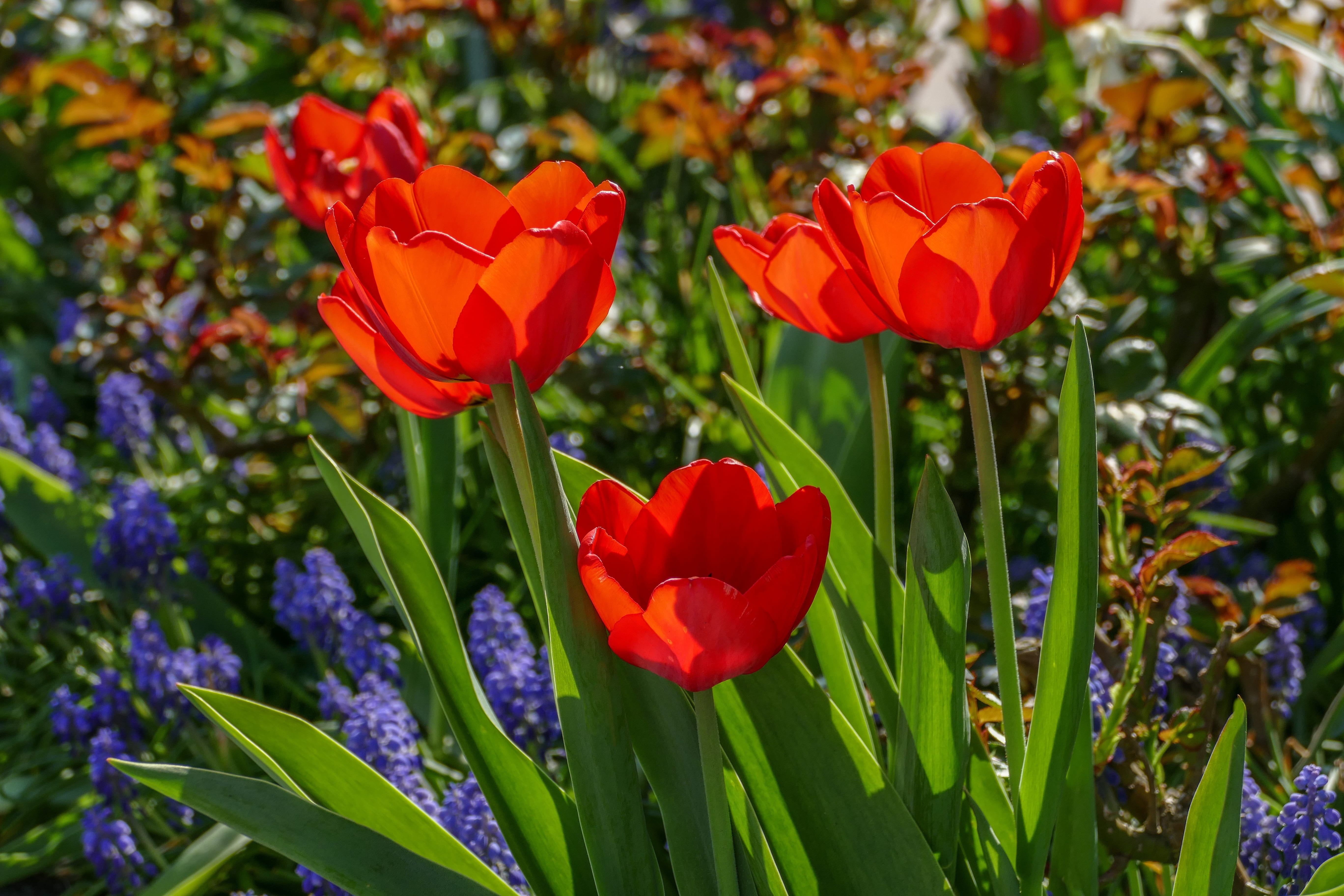 red tulips, nature, vulnerability, flowerbed, tulip spring, growth, petal, sunlight, bright, flower, blossomed, schnittblume, flower garden, spring flower, HD Wallpaper