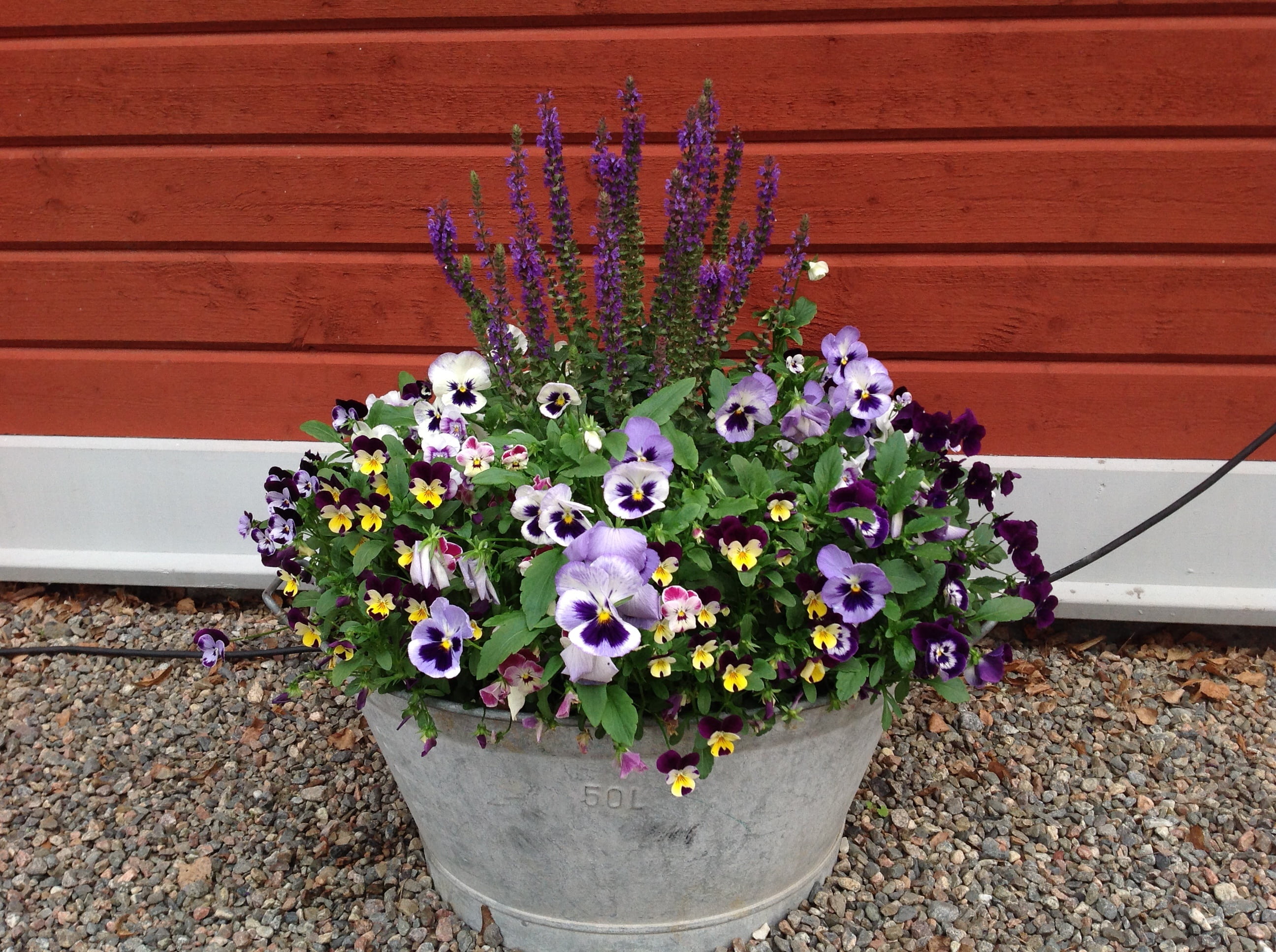 no people, flower pot, plant, flower arrangement, day, discount, freshness, plant part, purple, outdoors, high angle view, growth, wall - building feature, HD Wallpaper