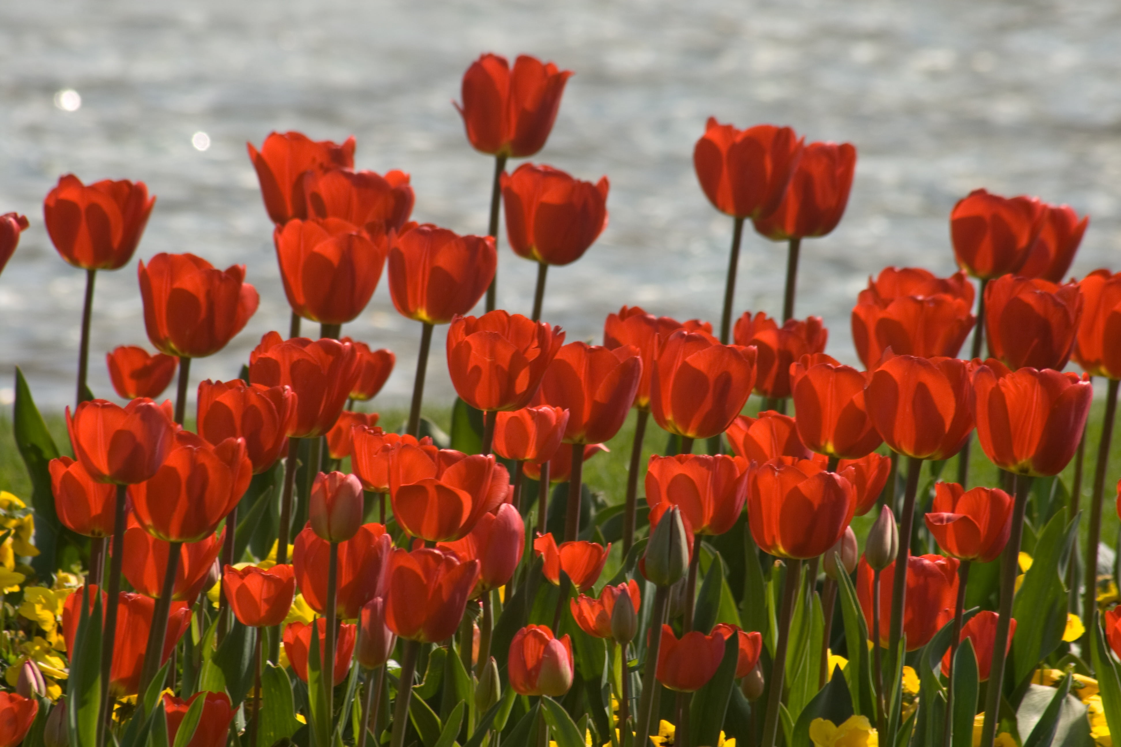 4K, beauty in nature, land, flowerbed, tulip, outdoors, plant stem, tulips, inflorescence, close-up, flower, petal, freshness, focus on foreground, growth, HD Wallpaper