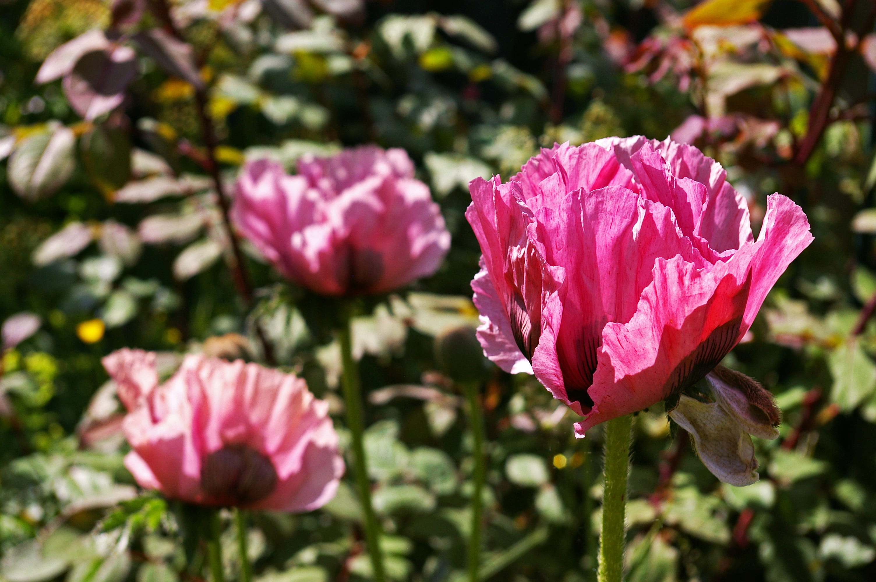 nature, springtime, beauty in nature, bed, focus on foreground, klatschmohn, garden design, petals, bees, blossoms, growth, rose, decorative, pink color, HD Wallpaper