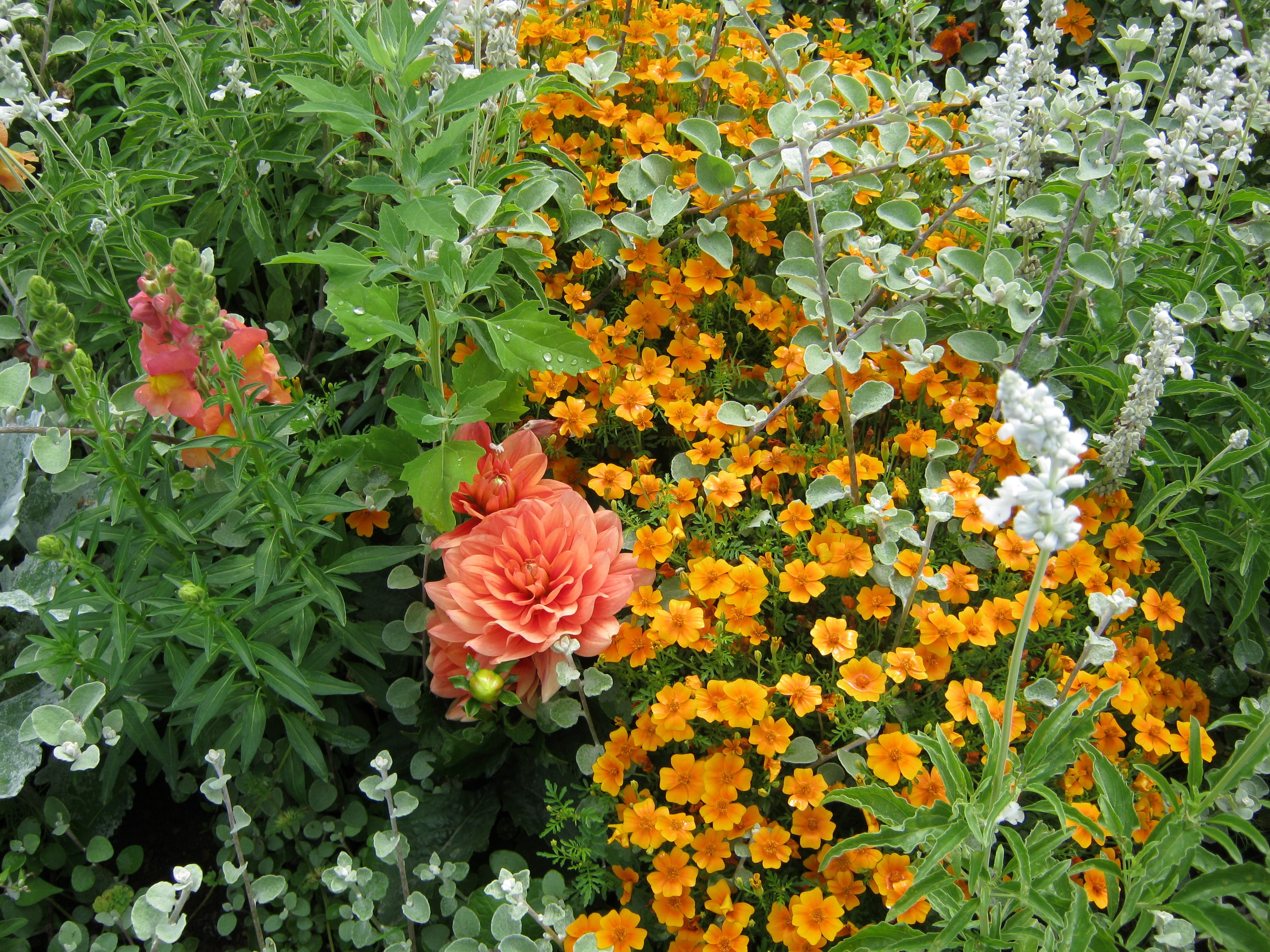 flowering plant, colorful, plant, inflorescence, bed, blütenmeer, plant part, yellow, color, orange color, nature, leaf, decoration, petal, green color, HD Wallpaper