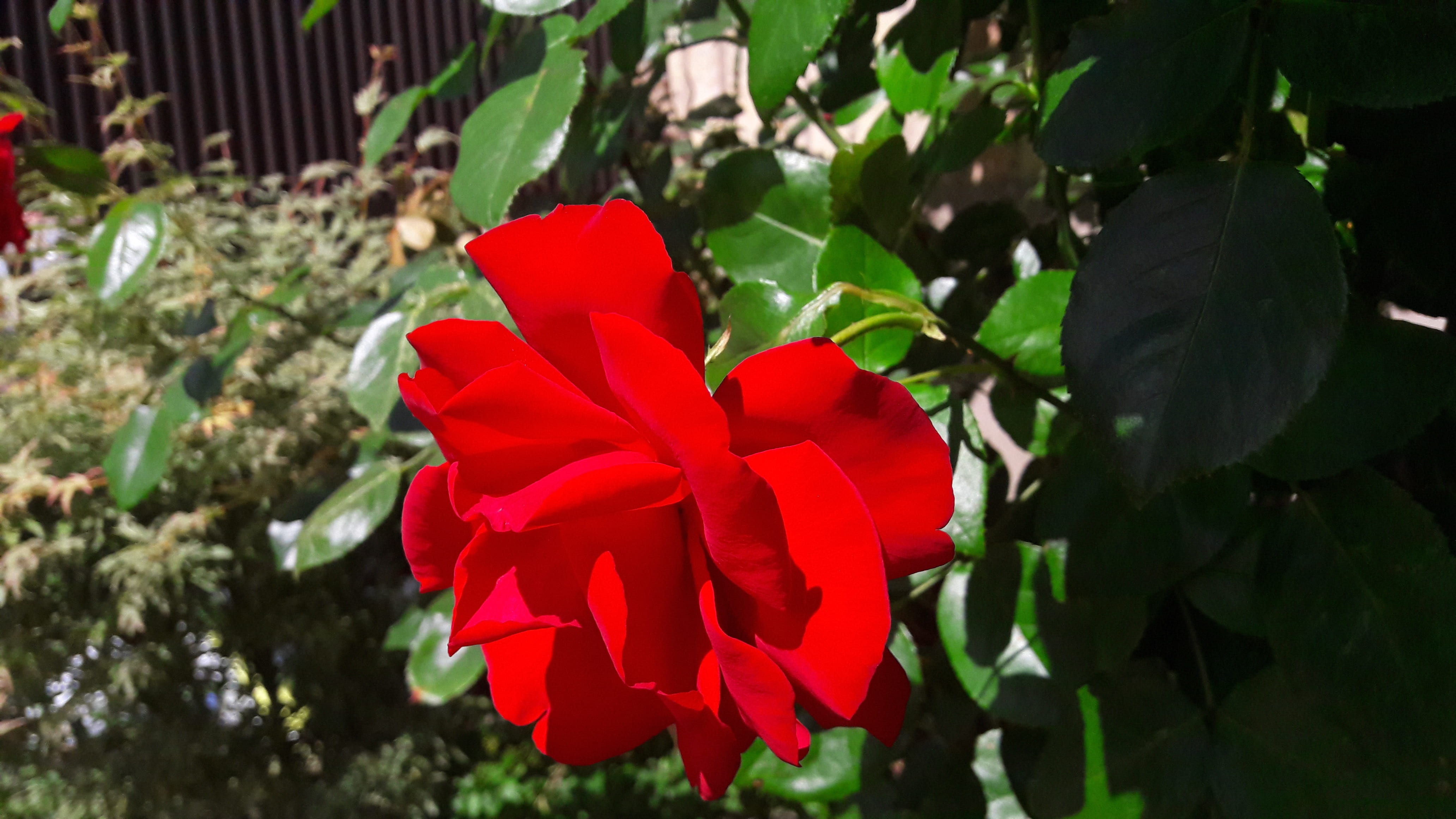 roses, rose garden, discount, green, leaf, freshness, beautiful, red flower, close-up, flowering, park, garden, vulnerability, red, red rose, petal, plant part, HD Wallpaper