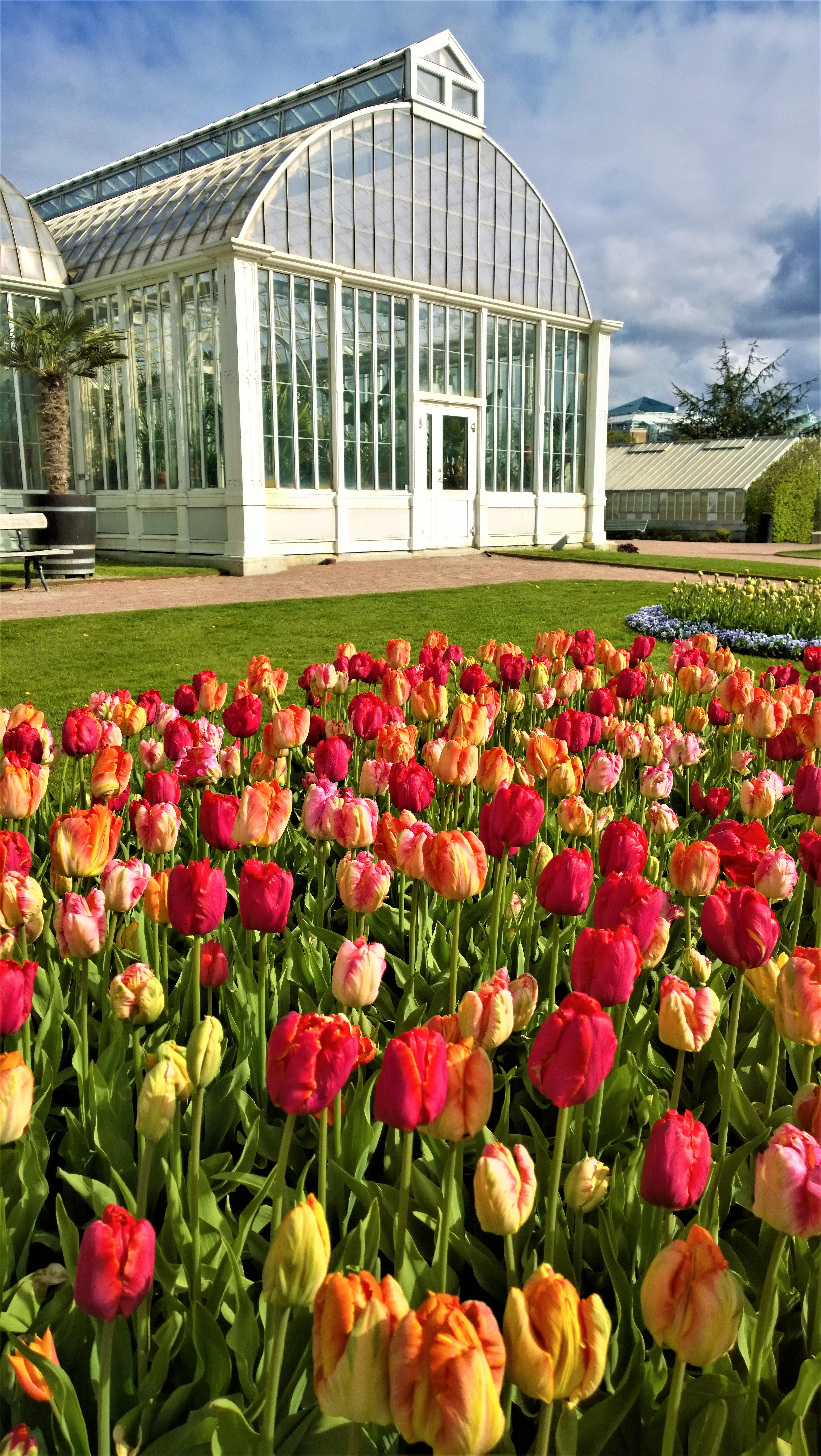 growth, flowering plant, tulips, the garden society of gothenburg, building exterior, two tone, romantically, the park, nature, no people, red, flowering, Phone HD Wallpaper