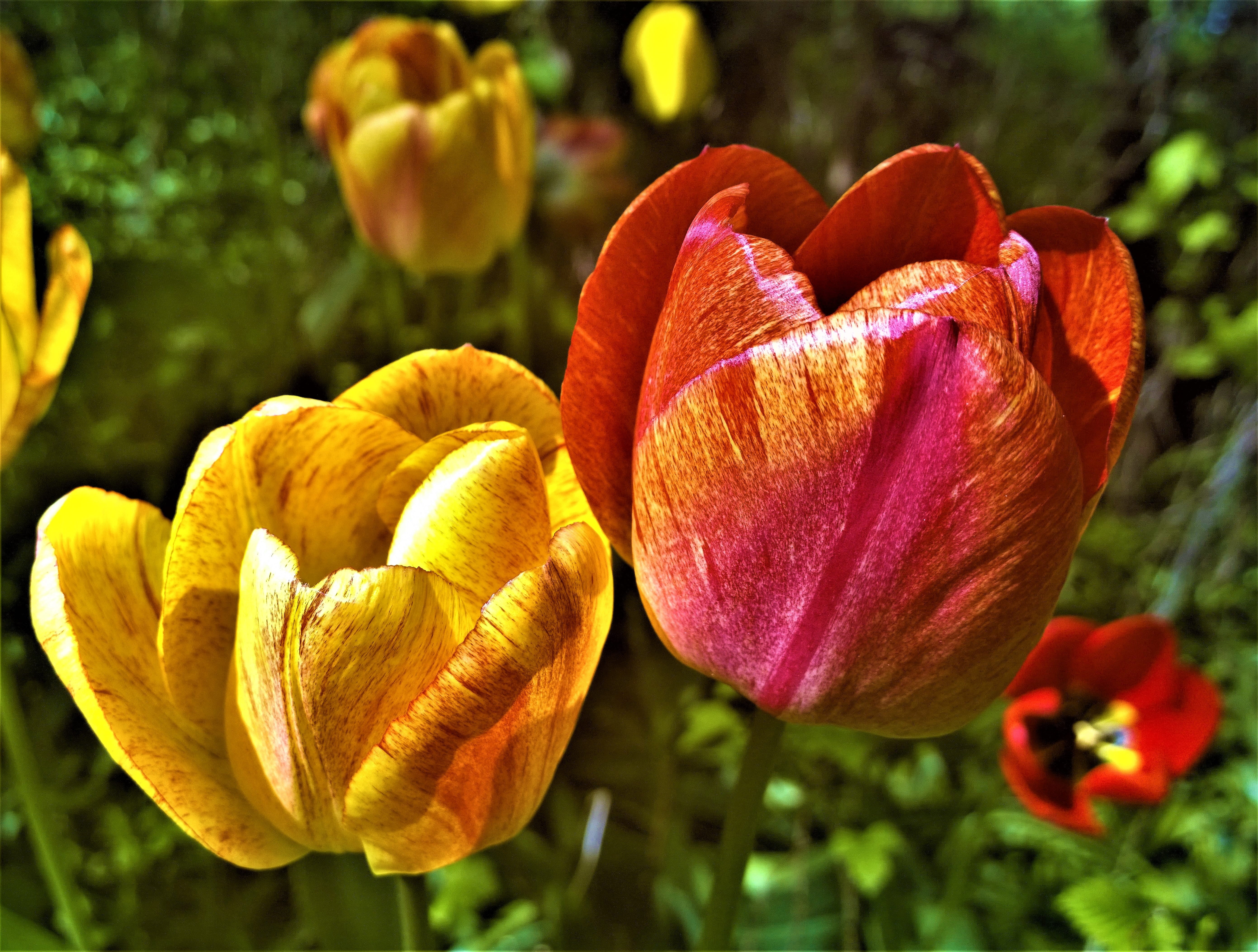 spring, red, the blooming flowers, inflorescence, vulnerability, 5K, tulip, yellow, plant, nature, discount, tulips, garden, fragility, petal, outdoor, HD Wallpaper