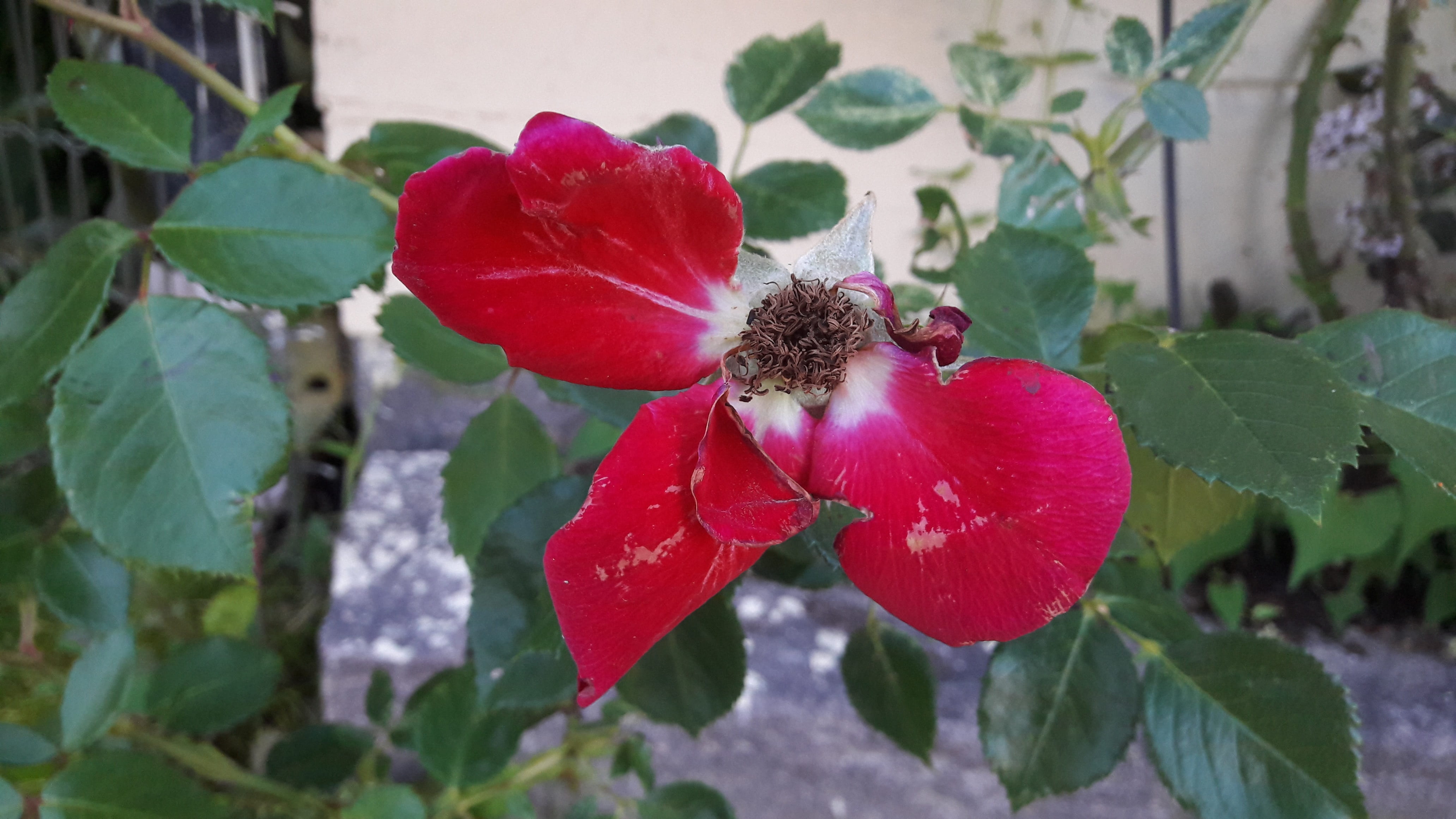 red petals, överblommad, fragility, summer flowers, focus on foreground, freshness, flower head, överblommad rose, flowering, no people, plant, överblommad flowers, HD Wallpaper