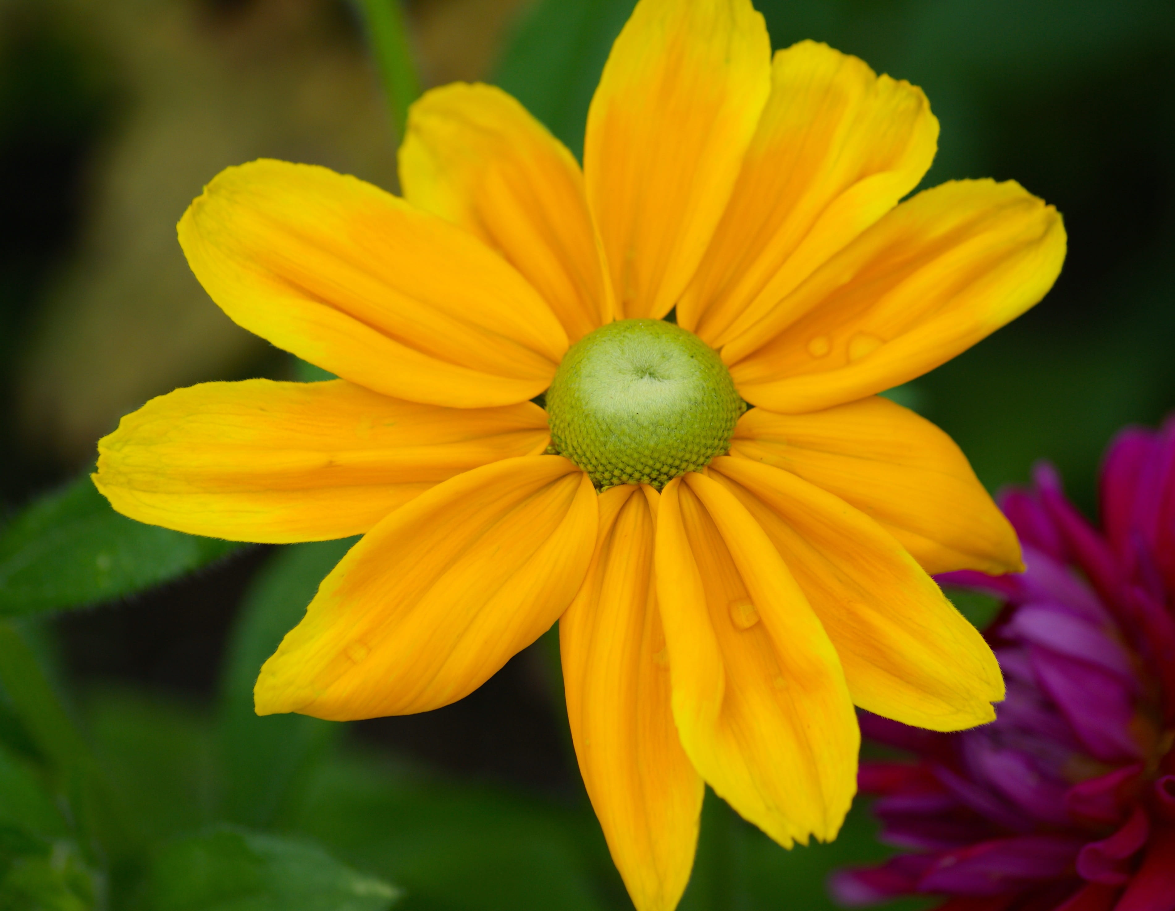 flower head, yellow, bloom, blossom, inflorescence, close-up, flower, freshness, summer, focus on foreground, no people, park, day, beauty in nature, yellow flowers, HD Wallpaper