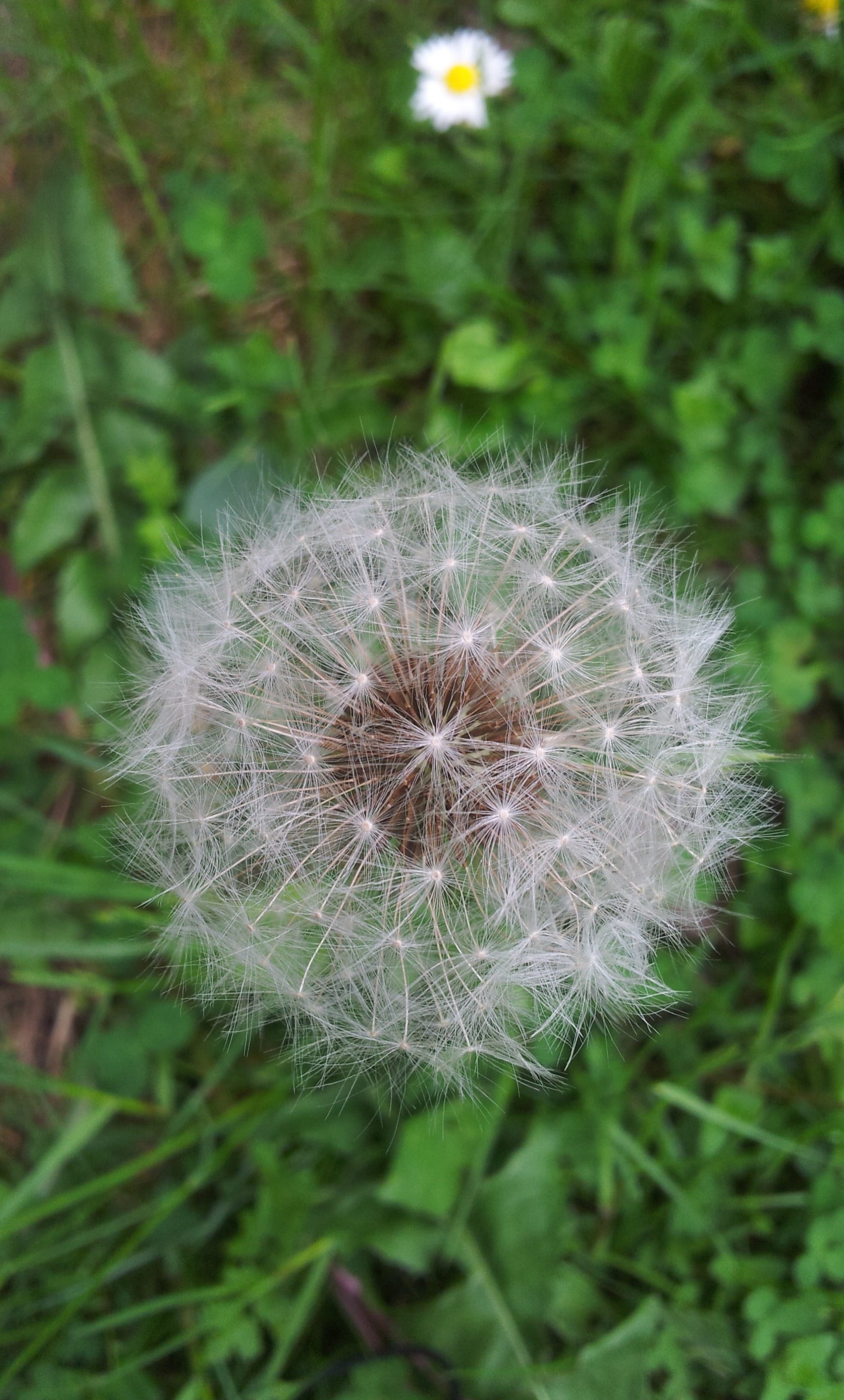 summer flower, fragility, flowering plant, beautiful, close-up, planting, flower head, flowers, 2K, no people, growth, overblown, vulnerability, top, day, Phone HD Wallpaper