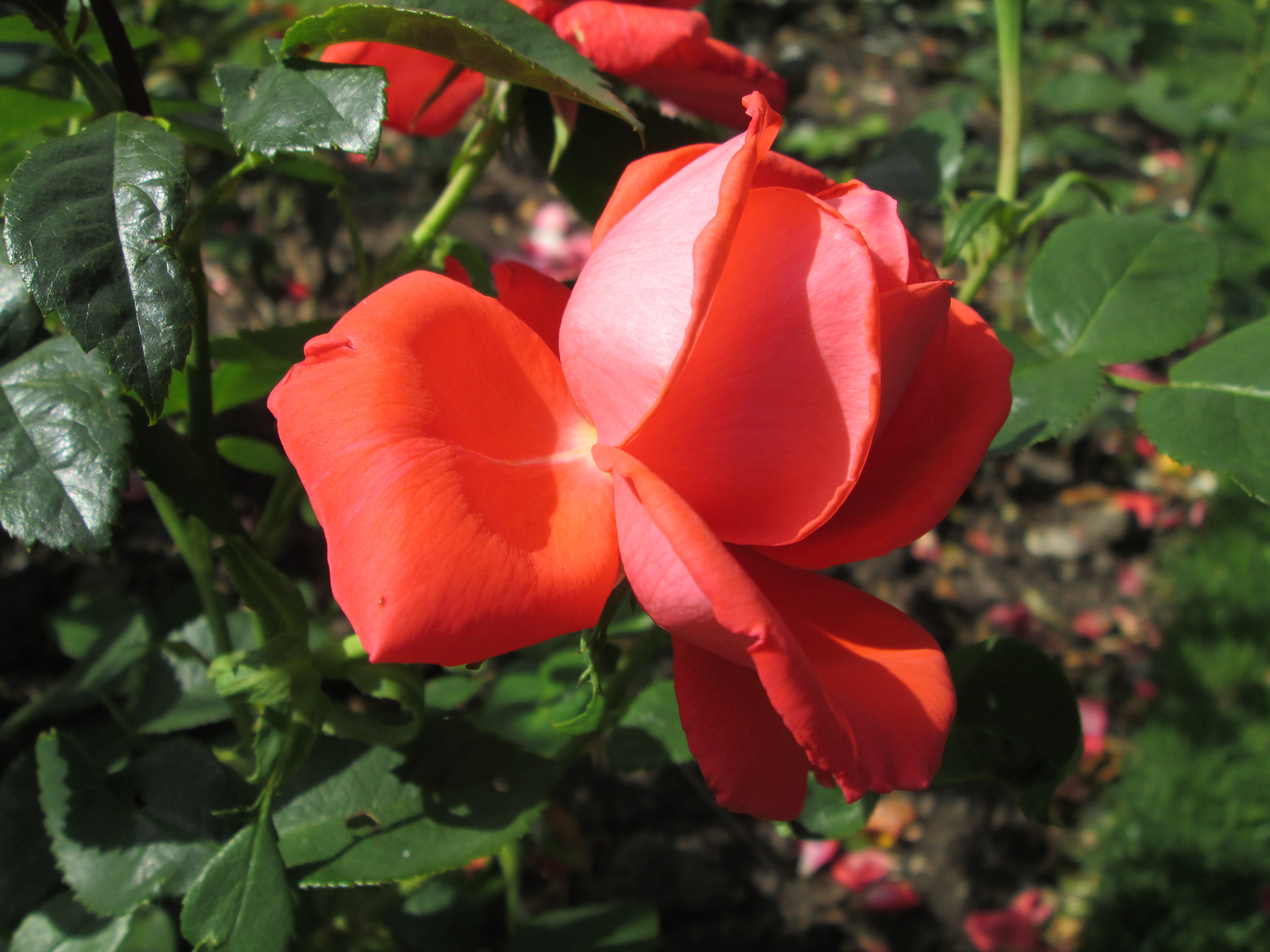 beautiful, summer flowers, flowering, flowering plant, plants, sweden, freshness, nature, orange color, plant, red, roses, petal, beauty in nature, garden, HD Wallpaper
