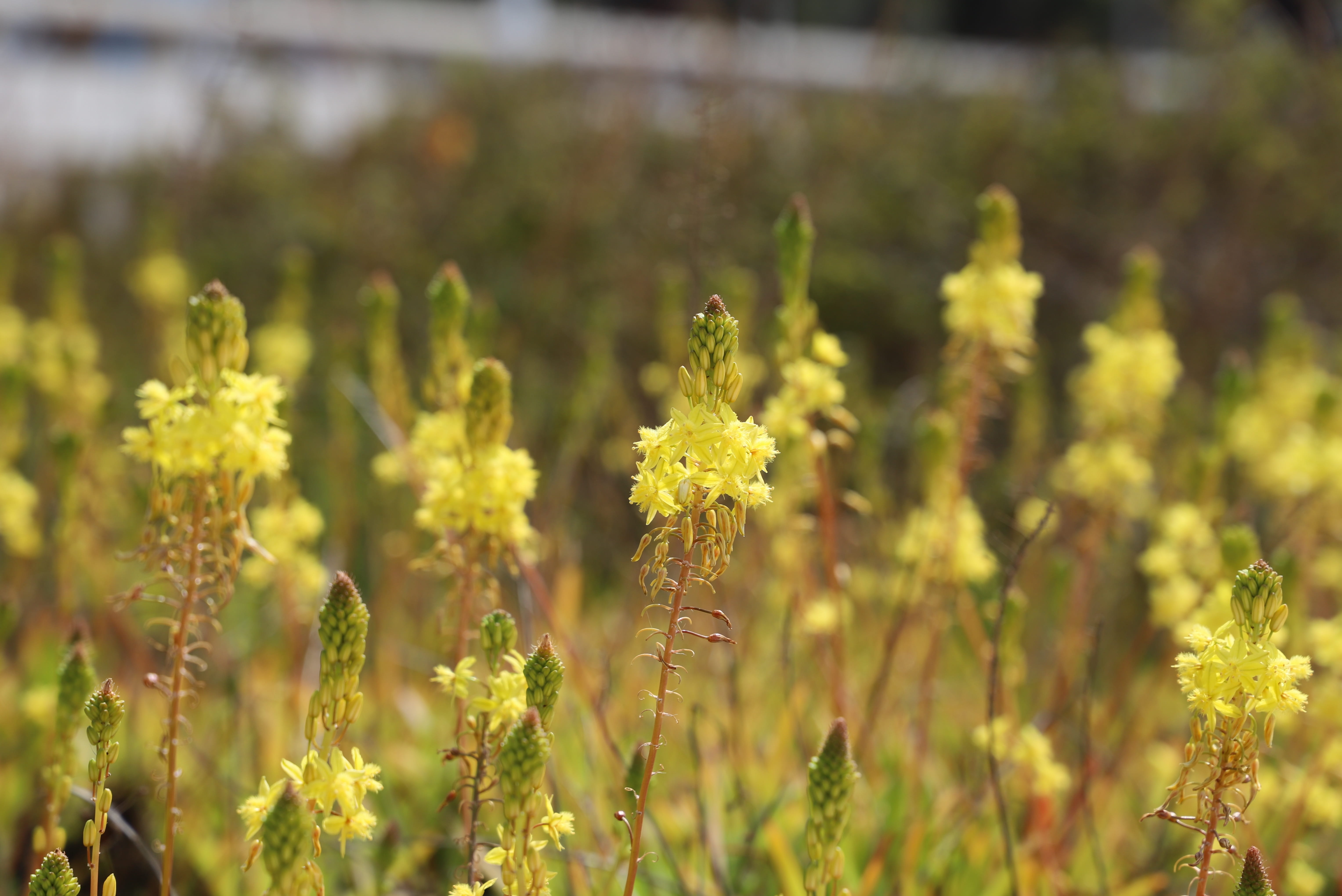 winemaking, cannes, selective focus, beauty in nature, focus on foreground, outdoor, floral, agriculture, outdoors, season, close-up, leaf, summer, nature, HD Wallpaper