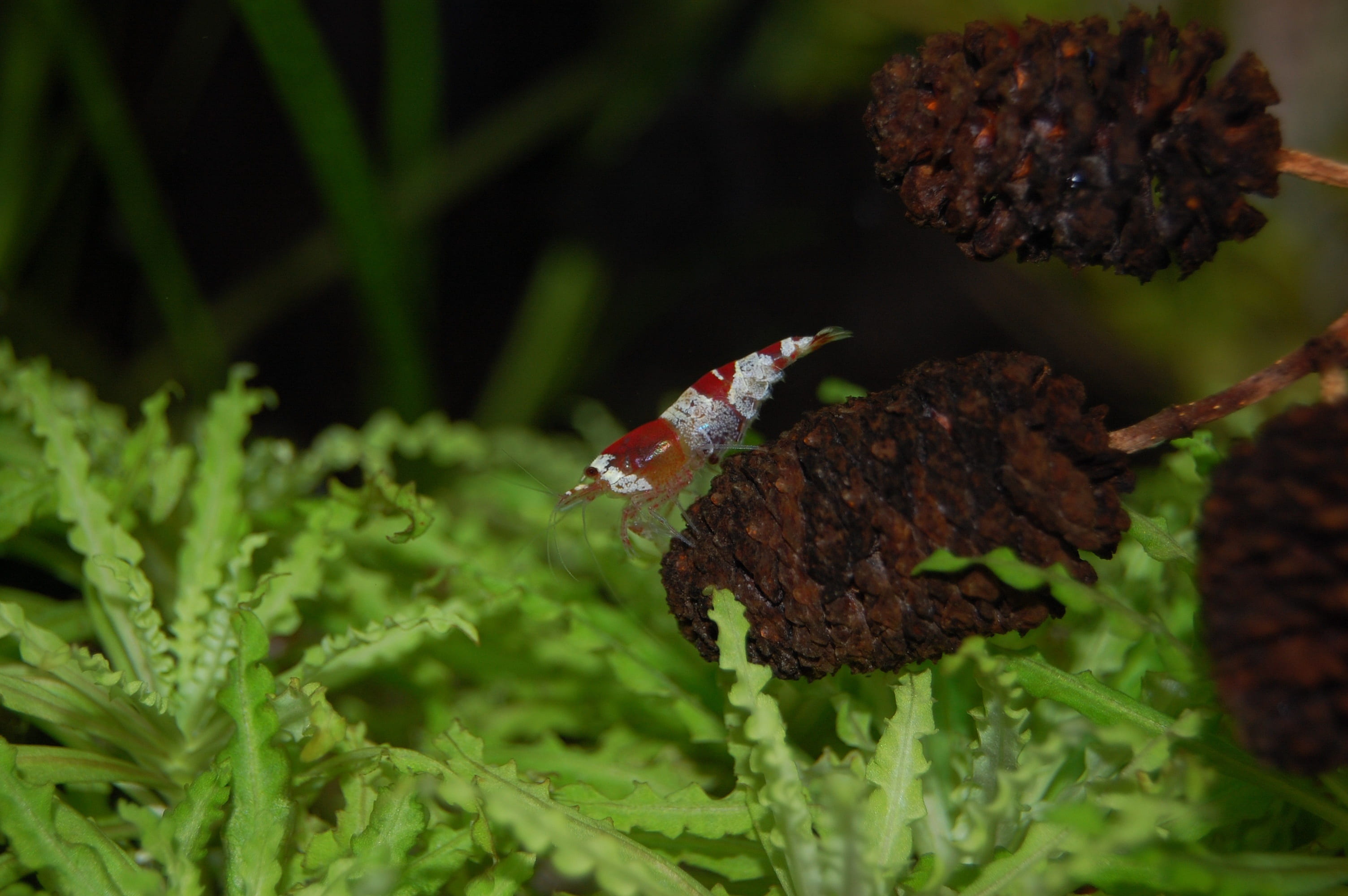 plant part, alder suppositories, outdoors, animal themes, small, alder cones, green color, underwater, no people, marine, reproduction, 2K, animal wildlife, HD Wallpaper