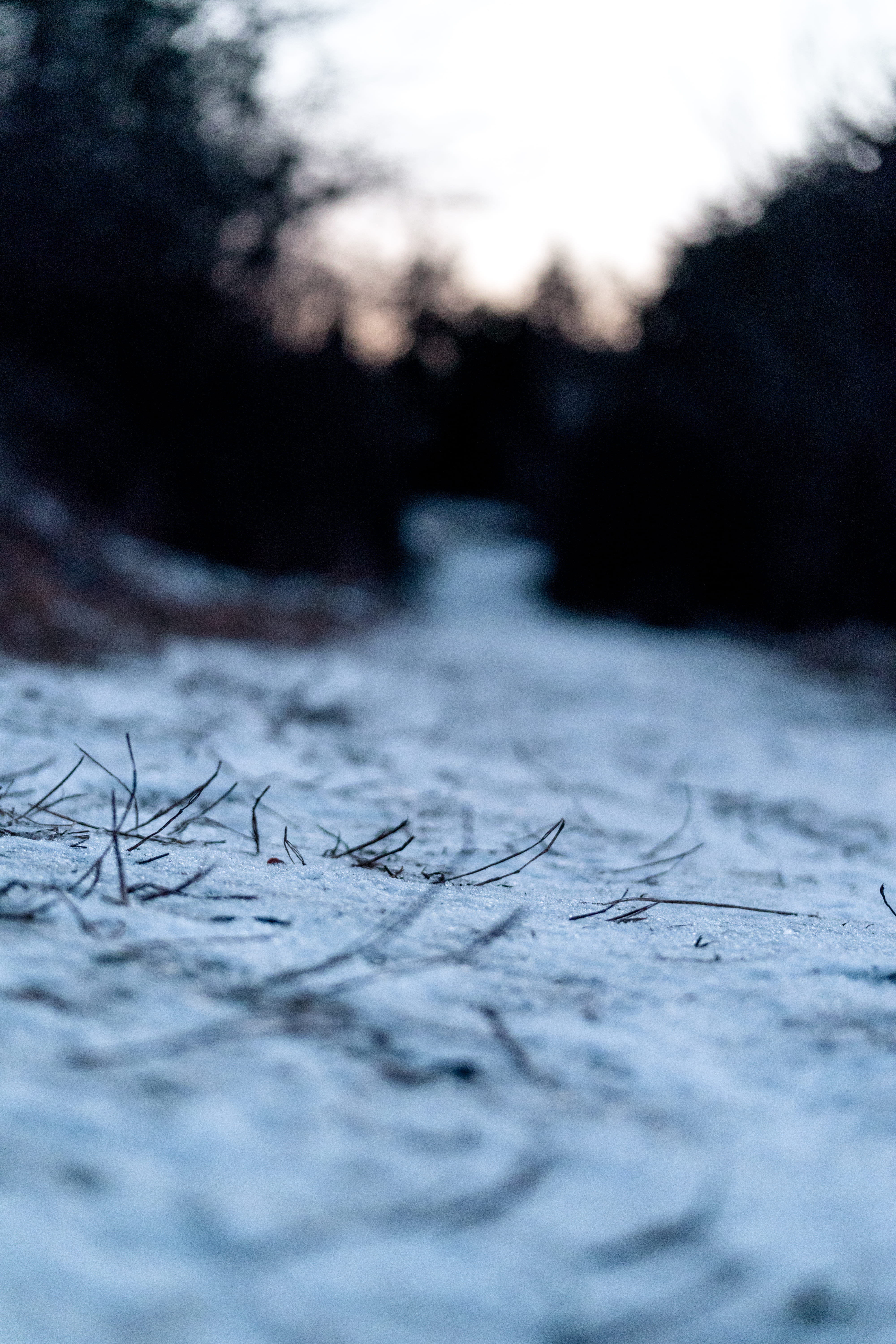 communication, field, tree, selective, wood - material, focus, no people, 5K, embedded, gray, the way forward, winter, close-up, nature, textured, snow, Phone HD Wallpaper