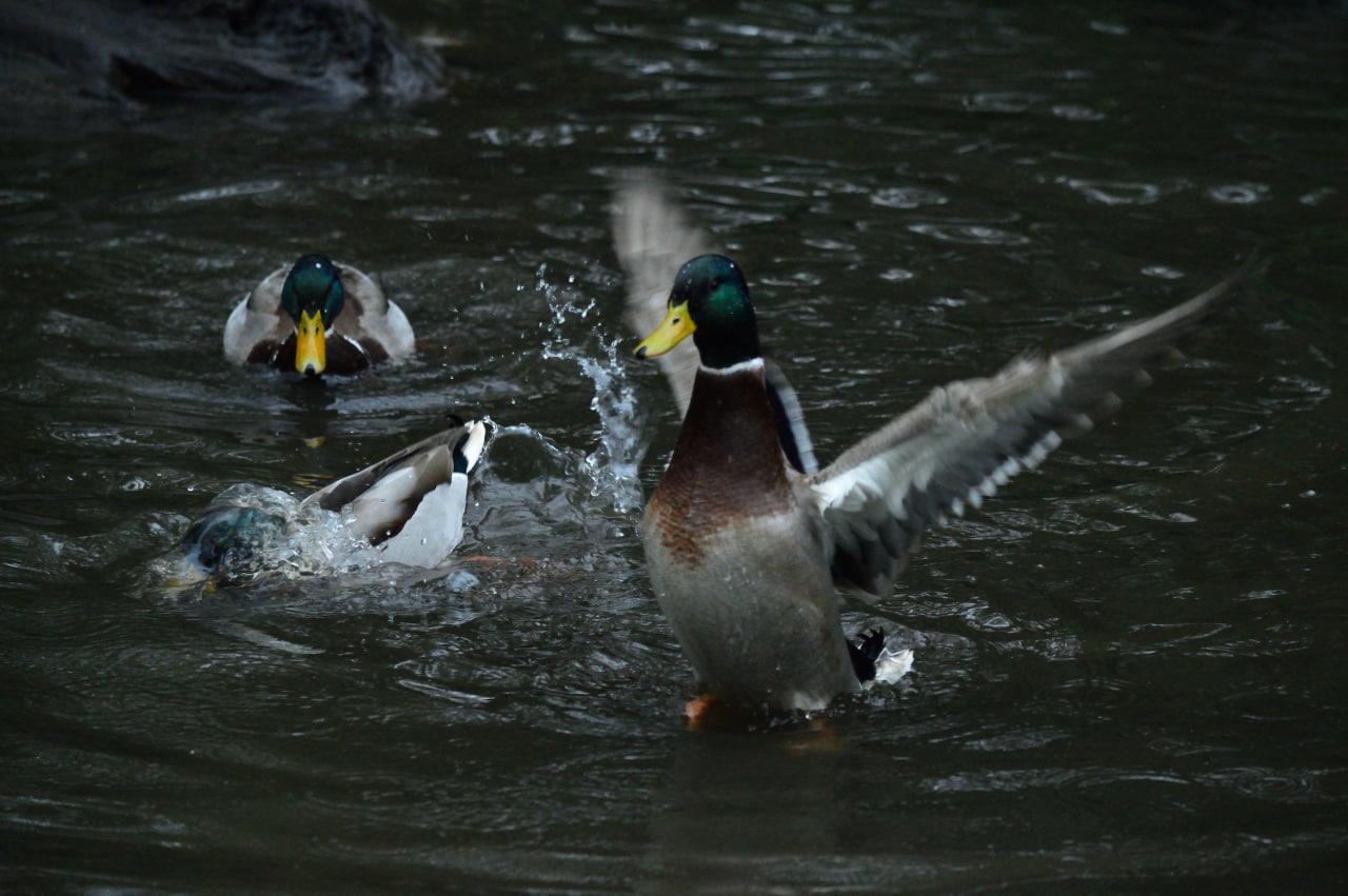 water, duck, animals, 720P, HD Wallpaper