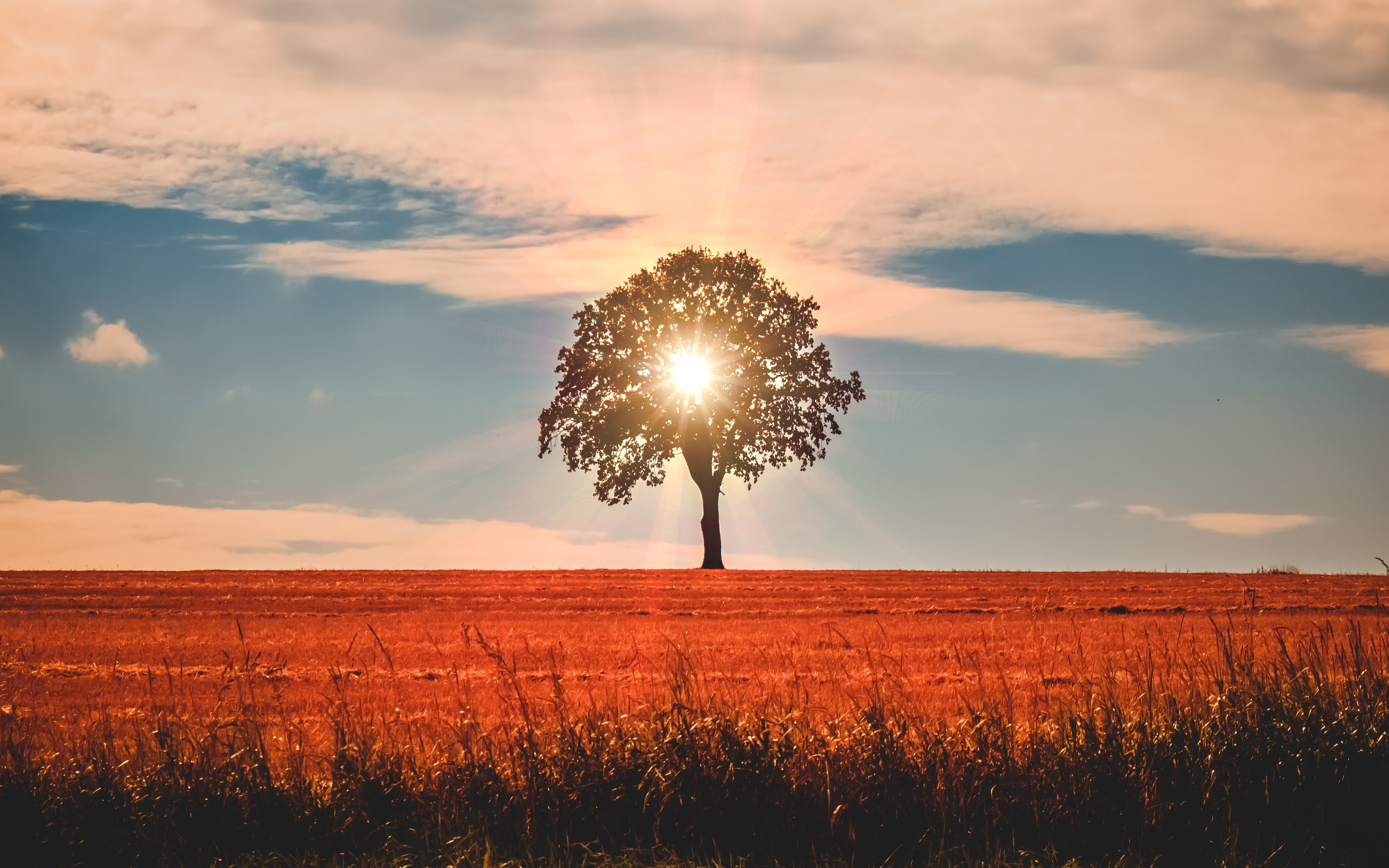 field, nature, horizon, growth, tranquil scene, plants, sunset, lens flare, sun, beauty in nature, bright, tranquility, grass, outdoors, environment, plant, HD Wallpaper