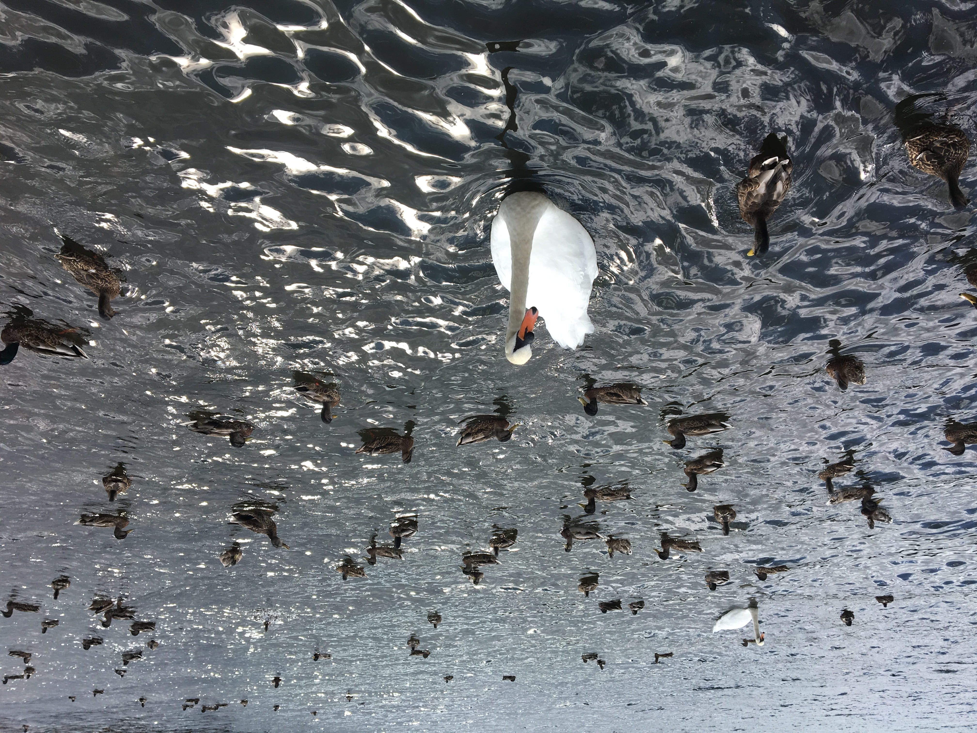 floating on water, poultry, ripple, flock of birds, lake, water bird, high angle view, united kingdom, duck, bird, day, 4K, waterfront, swans, water, vertebrate, HD Wallpaper