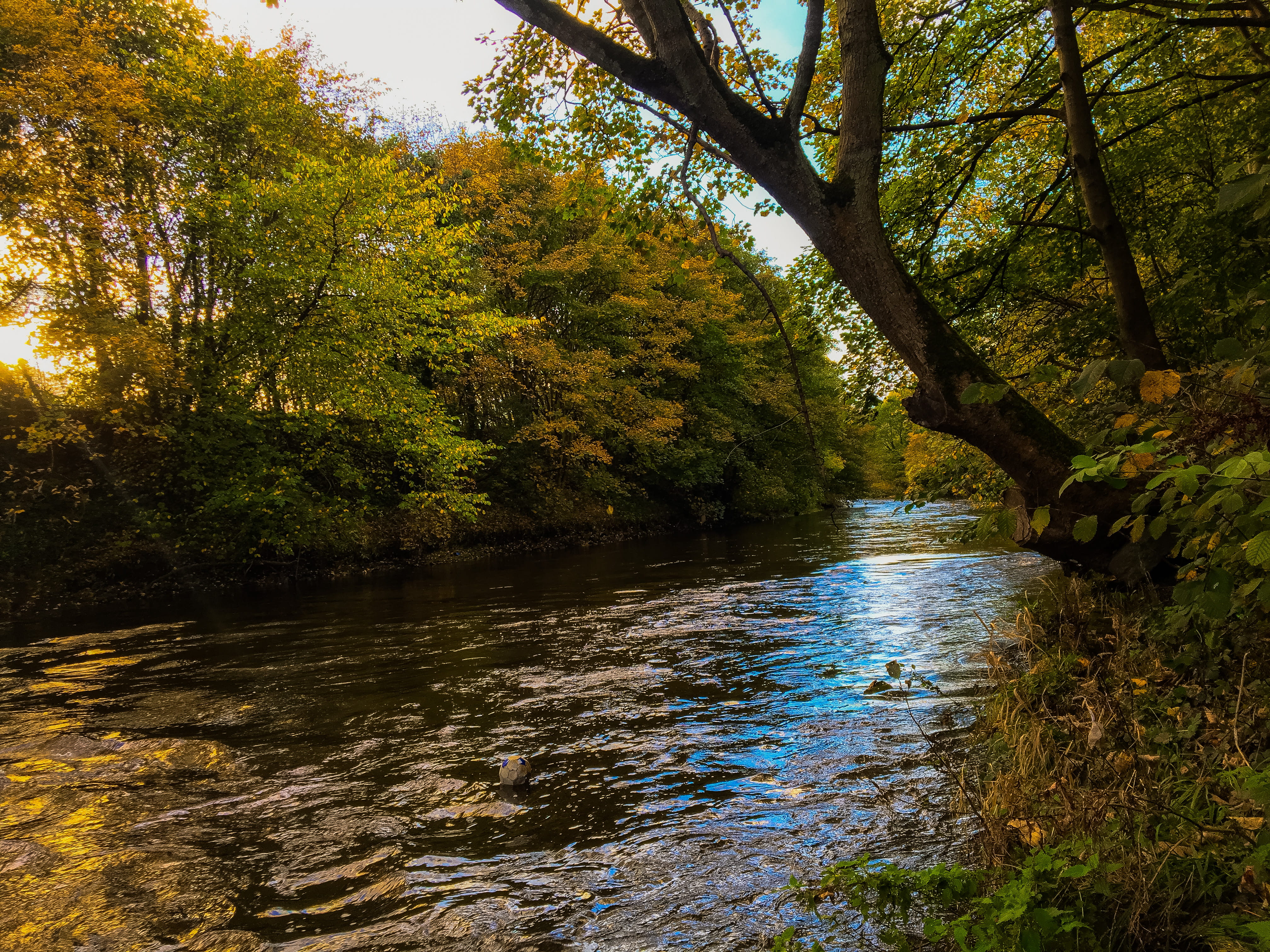flowing, day, change, creek, non-urban scene, stream, waterfront, river, no people, green color, nature, tree trunk, beauty in nature, green, united kingdom, HD Wallpaper