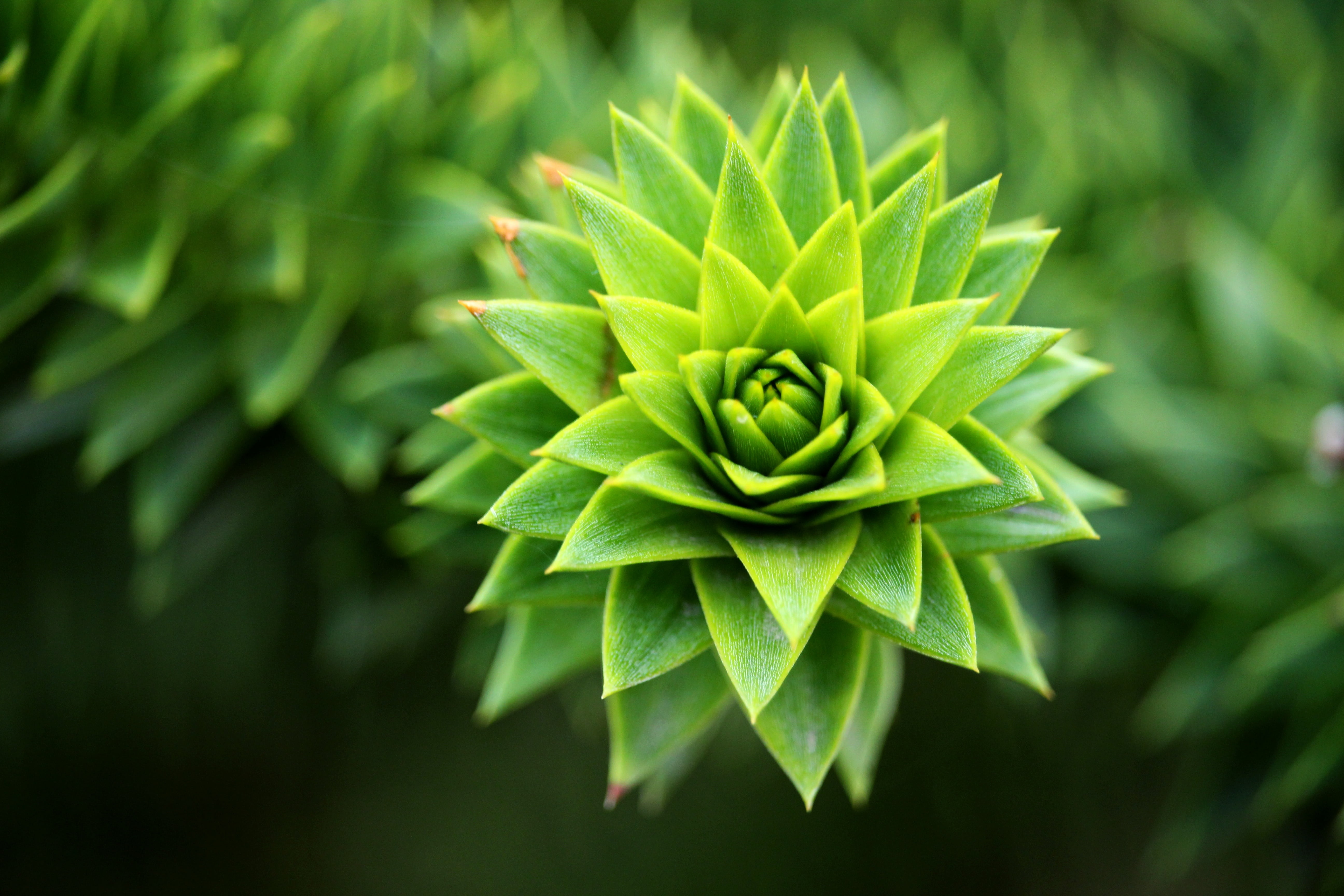 plant, plant part, geometrical, botany, leaf, beauty in nature, nature, tranquility, green, land, closeup, park, united kingdom, no people, outdoor, leeds, HD Wallpaper