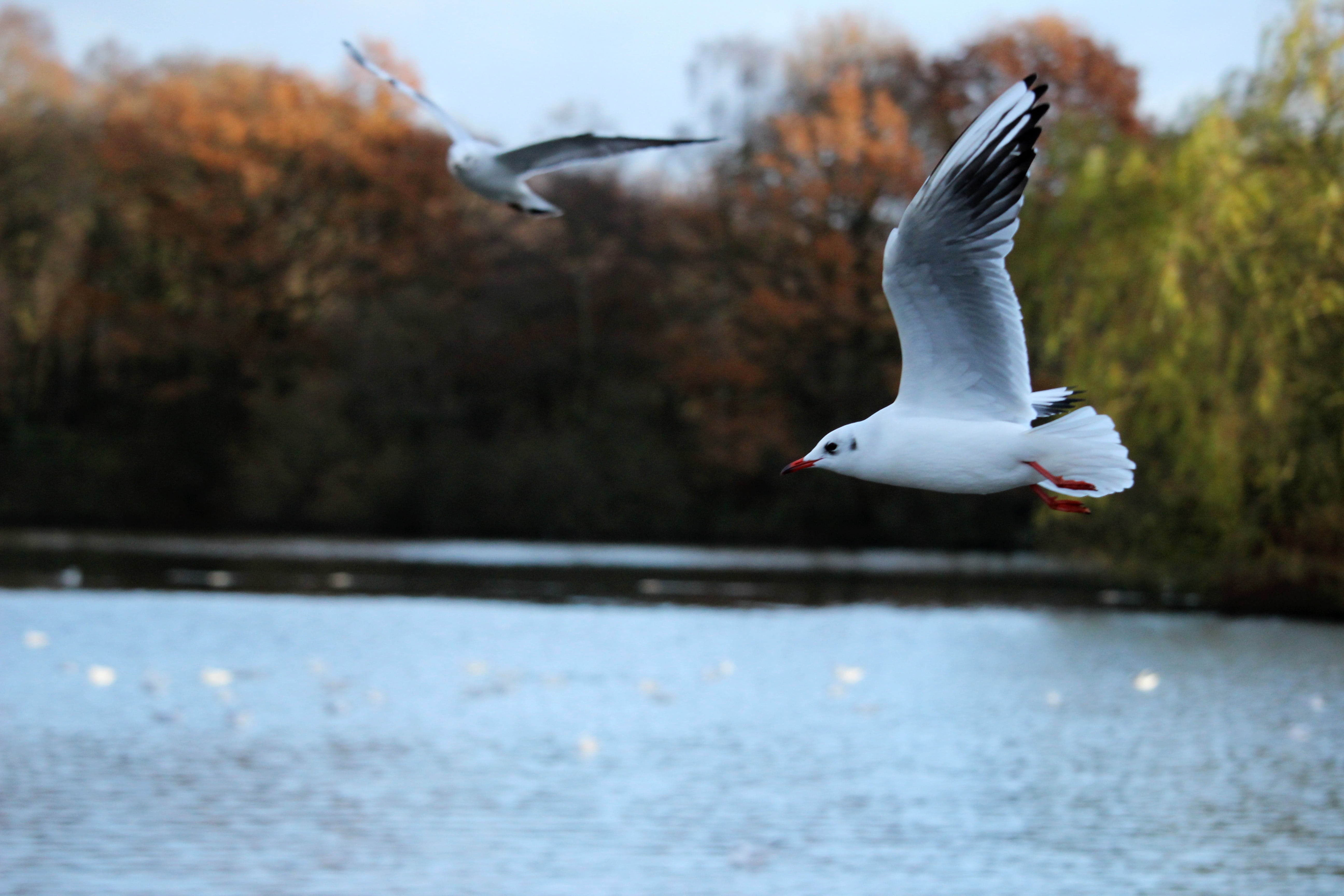 autumn, brown, outdoor, water, flying, close-up, animals in the wild, dom, sea, mid-air, closeup, flight, vertebrate, sky, focus on foreground, no people, HD Wallpaper