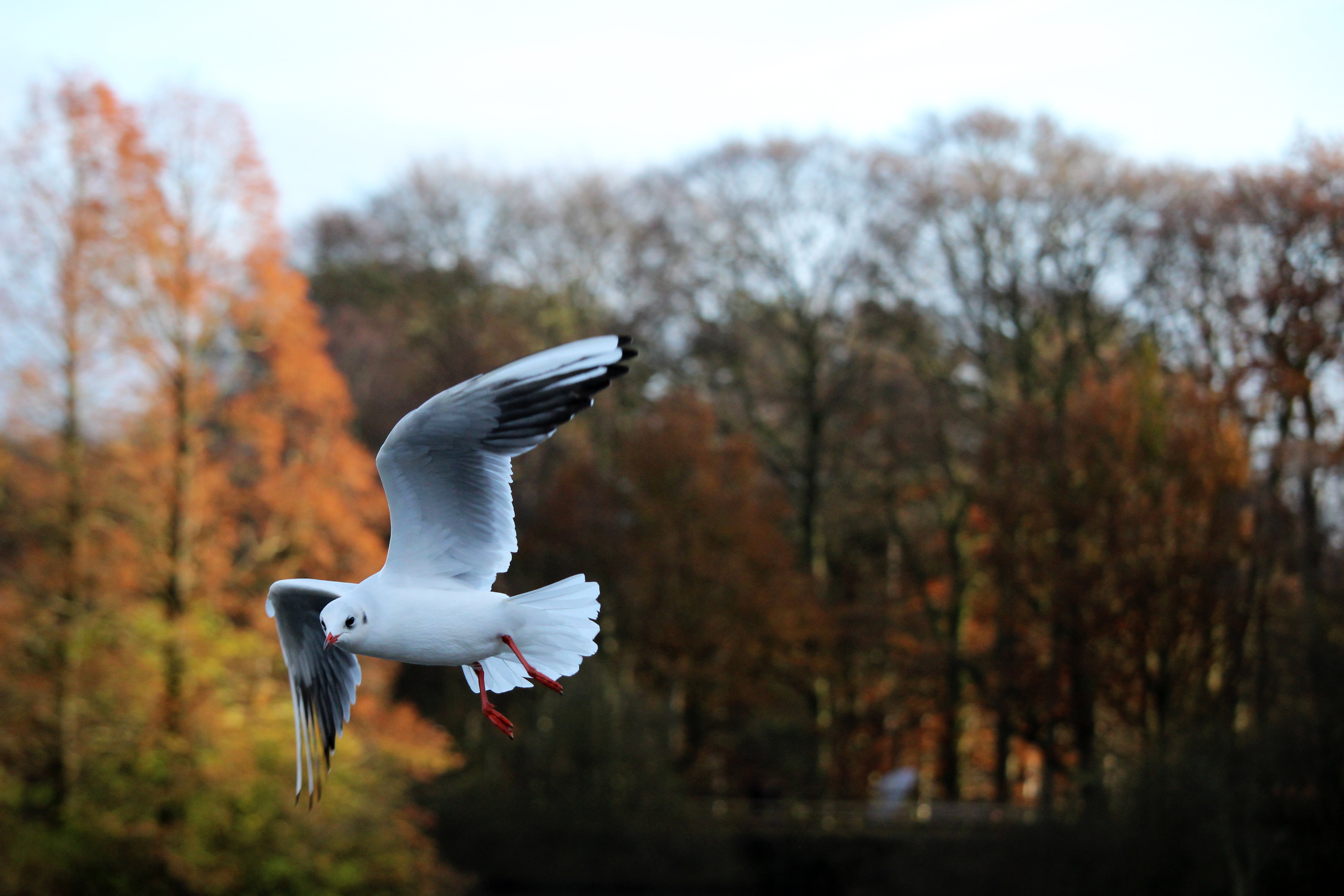 white, outdoor, wildlife, wing, 5K, photography, plant, no people, seagull, animal body part, vertebrate, nature, animal wildlife, flight, motion, tree, HD Wallpaper
