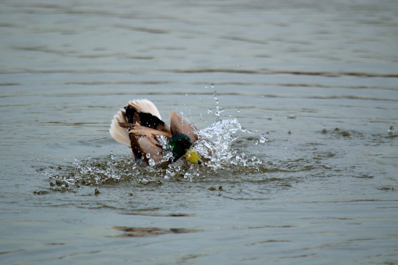 duck, 720P, water, Leeds, HD Wallpaper
