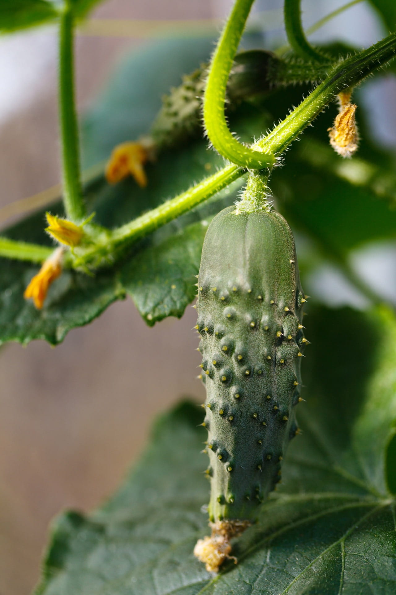 Cucumber, plant, harvest, spiky, beauty in nature, day, flowering plant, grow, green, focus on foreground, gherkin, Farm, Food, growing, health, succulent plant, Phone HD Wallpaper