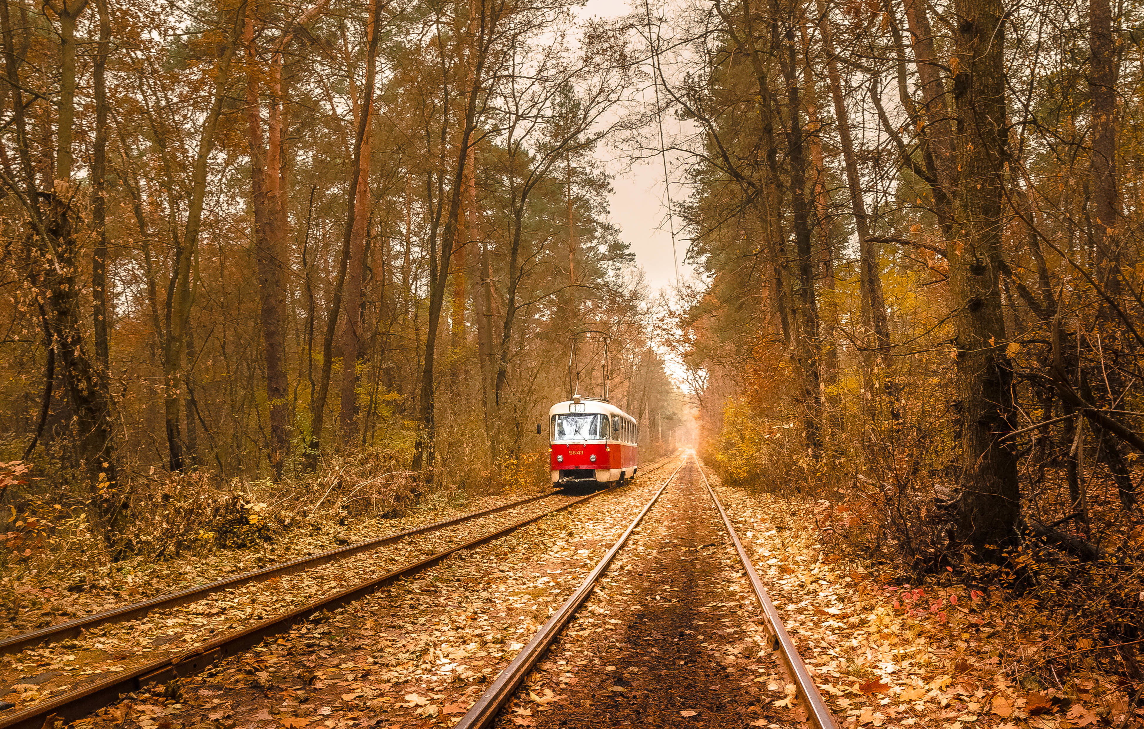 red, leaves, white, train, forest, 4K, power lines, autumn, tram, HD Wallpaper