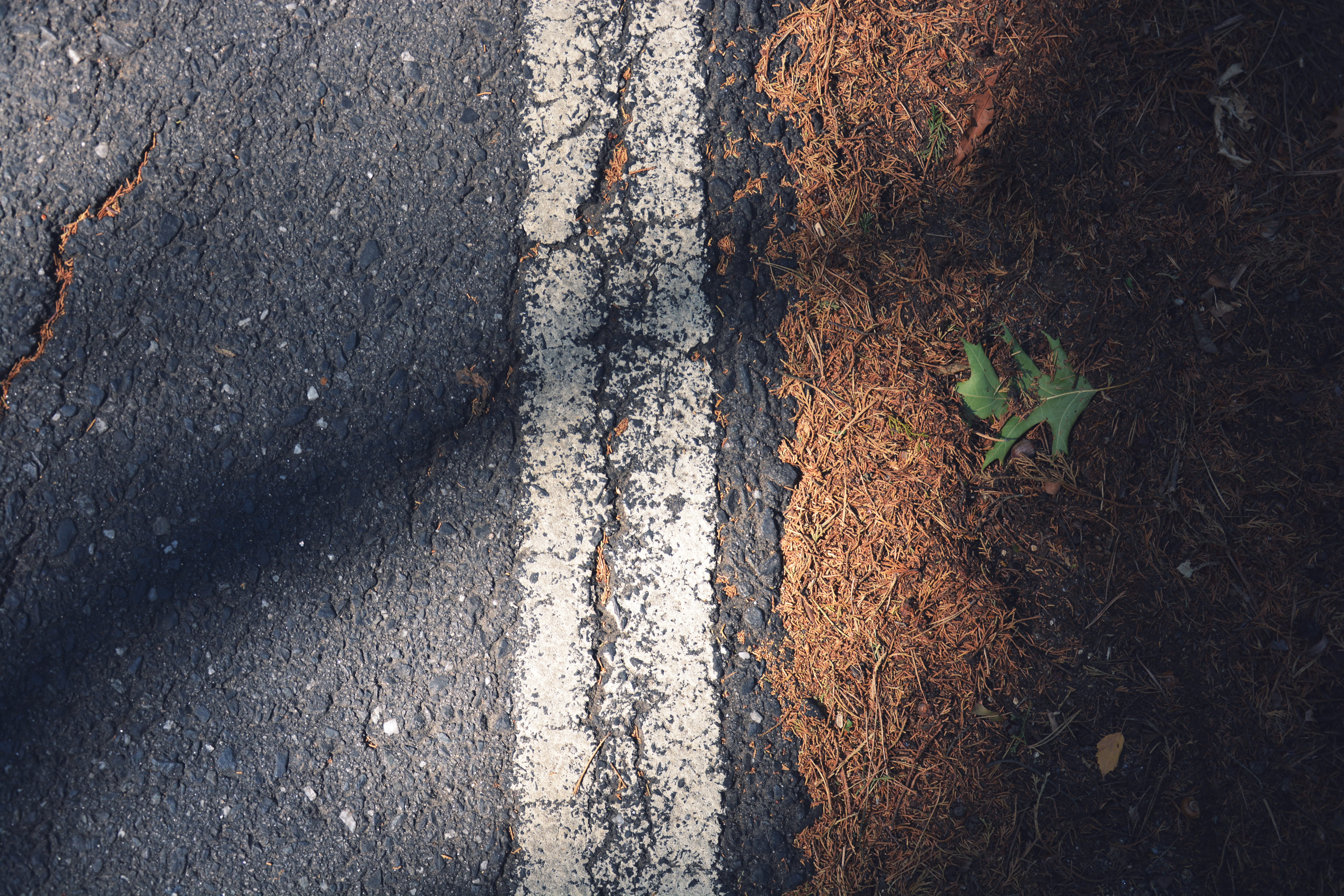 nature, directly above, no people, leafed, 5K, plant part, leaf, beside, asphalt, tree, road, marking, transportation, symbol, leaves, forest, close-up, HD Wallpaper
