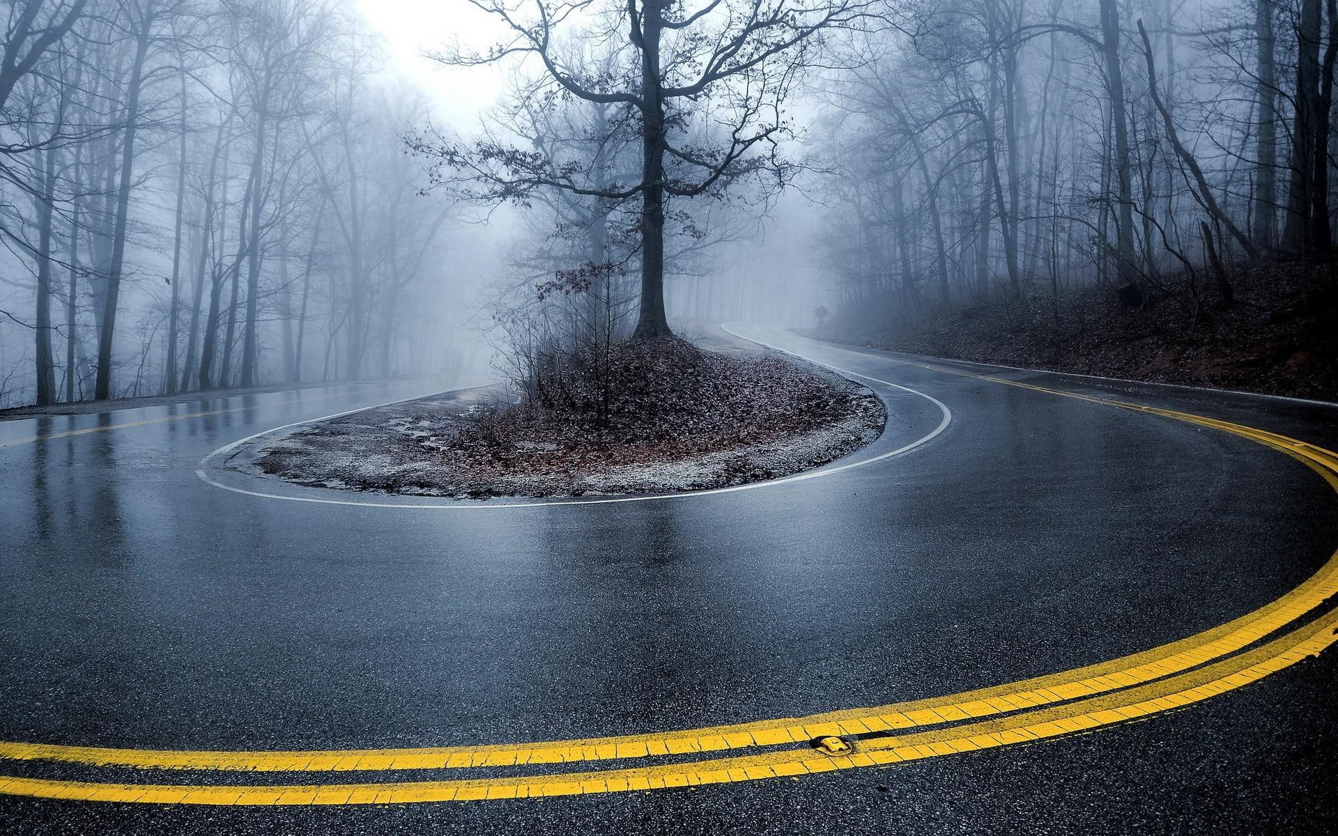 road, 1920x1200, 1080P, photography, toproad, tree, curb, black, HD Wallpaper