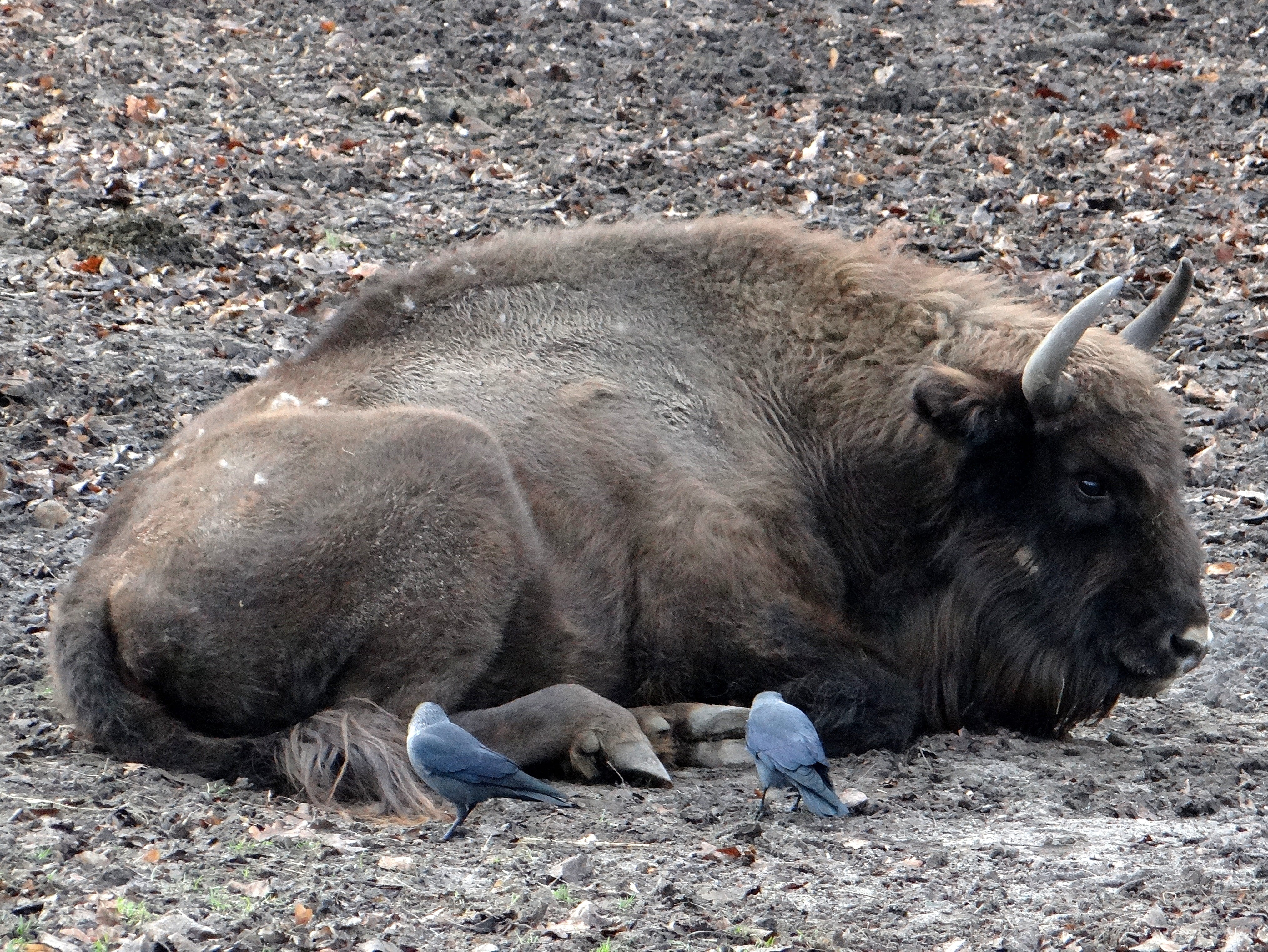herbivores, vertebrate, relaxation, bullish, łożyskowiec, field, mammal, wild animal, animals in the wild, large, domestic animals, outdoors, reserves, HD Wallpaper