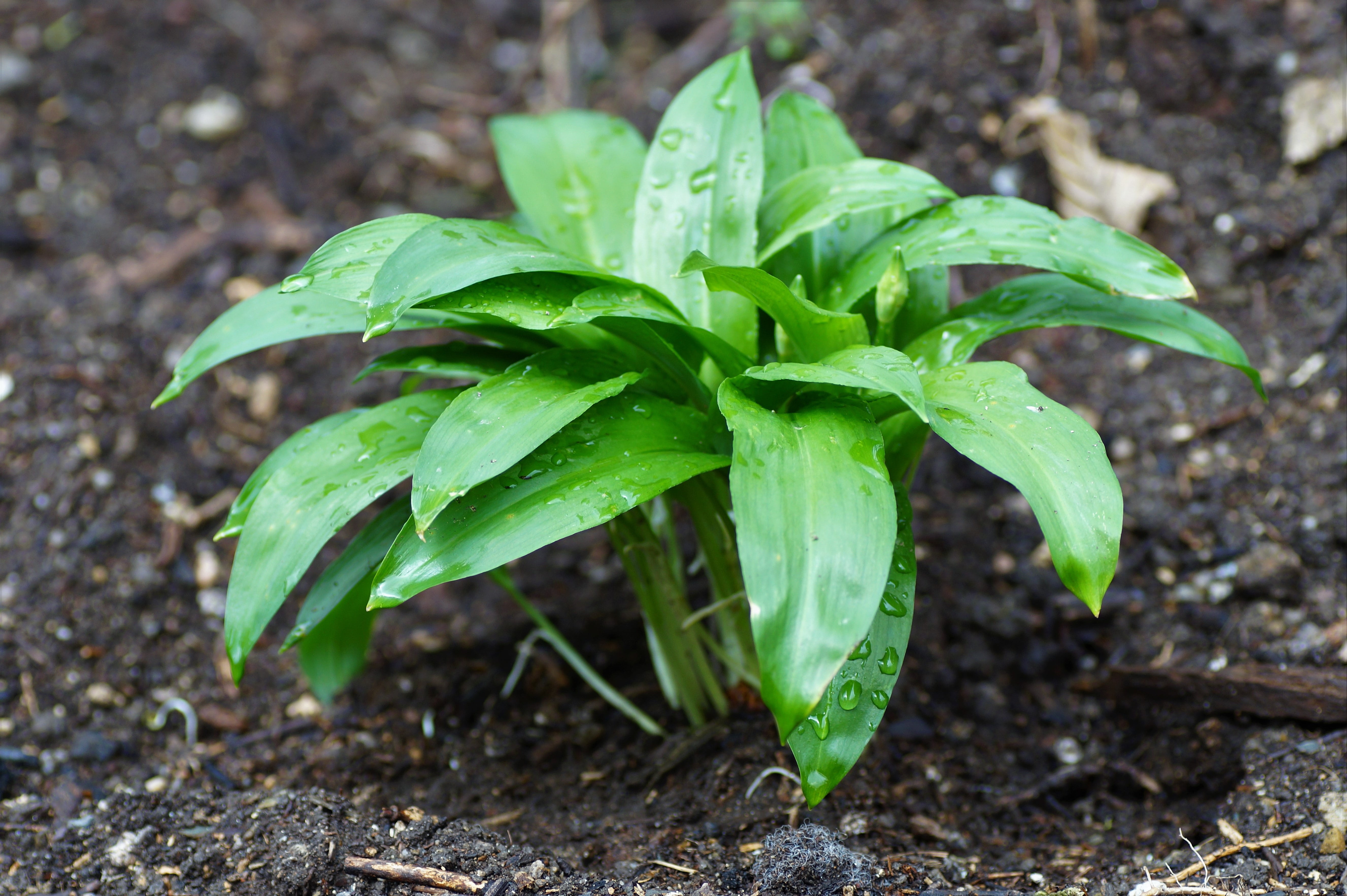 herb, land, wellbeing, tang, forest, healthy eating, fresh, foliage, dirt, beauty in nature, food, health, leaf, cooking, close-up, spices, field, agriculture, HD Wallpaper