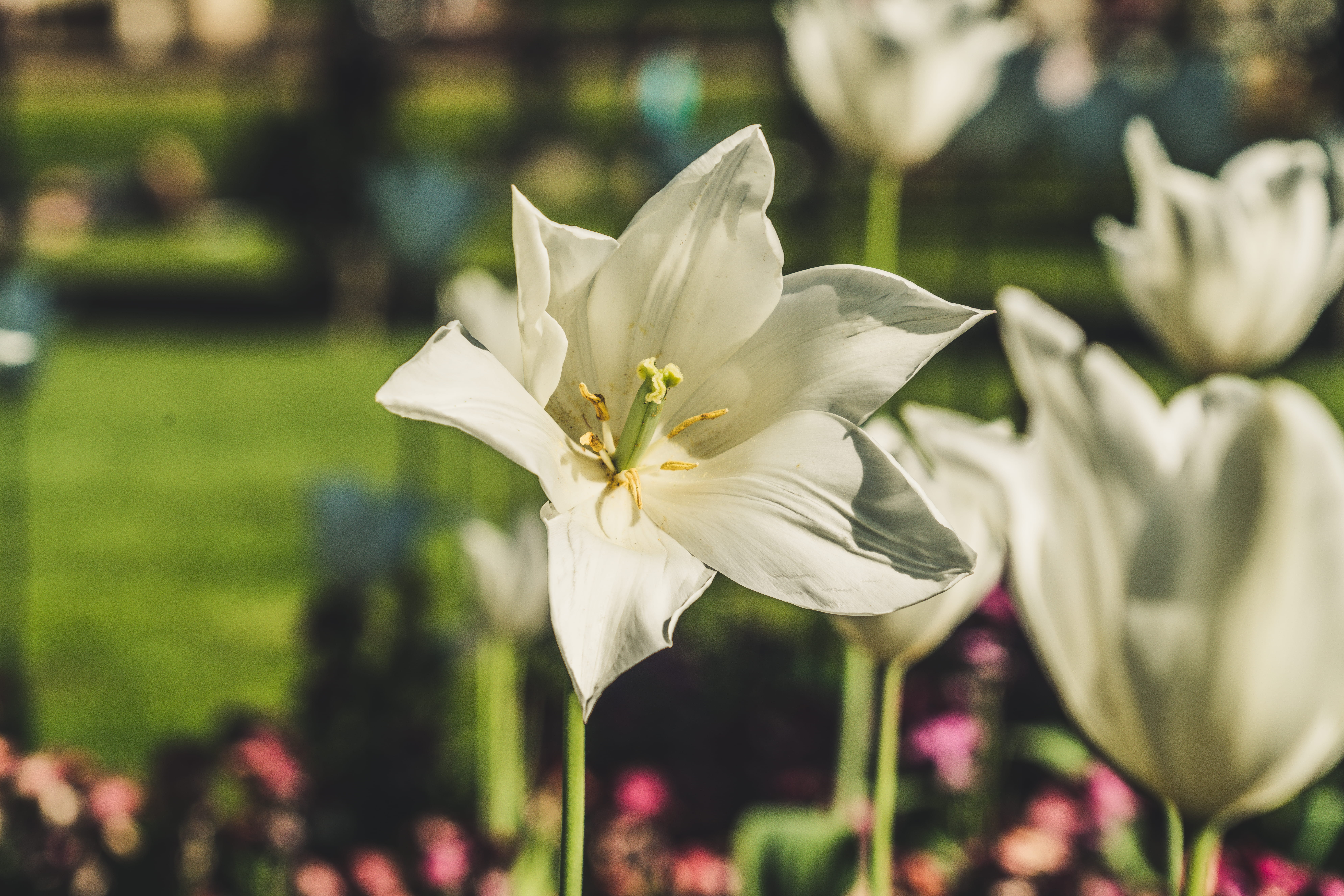 8K, flower, flowers, springtime, outdoors, petal, no people, inflorescence, white color, nature, park - man made space, vulnerability, focus, close-up, HD Wallpaper