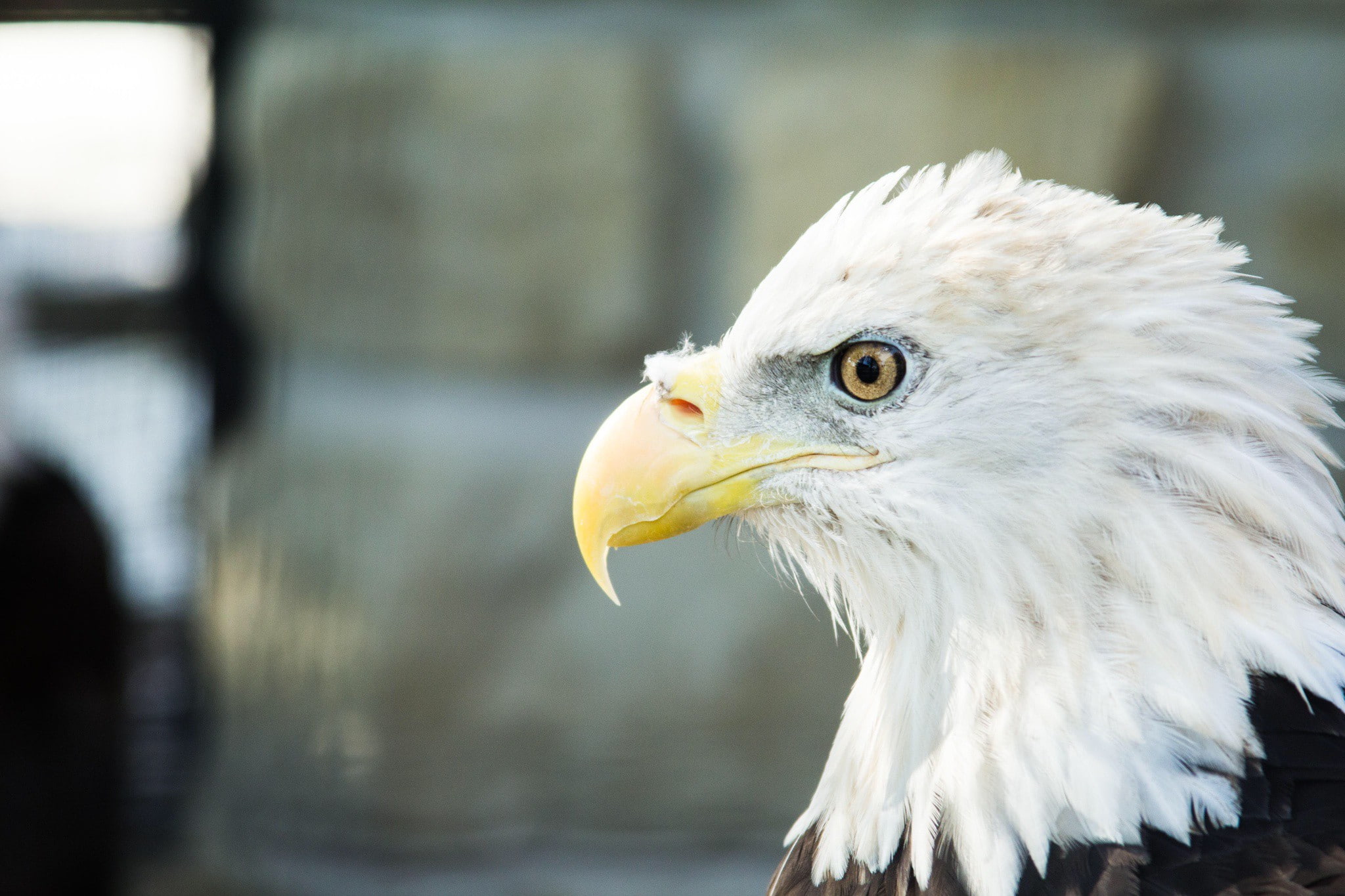 bald, profile, America, 1080P, Animal, eagle, s, Best s, Bird, HD Wallpaper