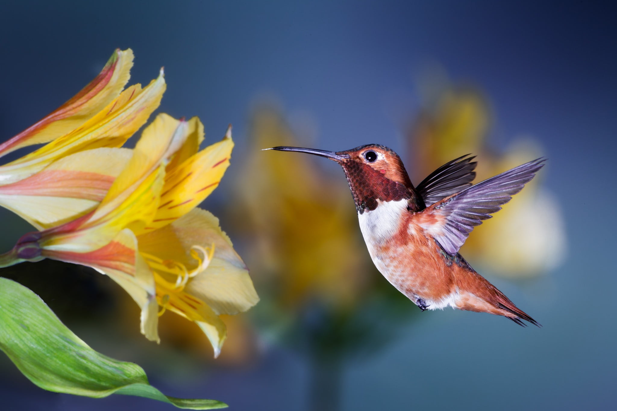 bird, 1080P, Hummingbird, flower, Patricia Ware, flight, HD Wallpaper