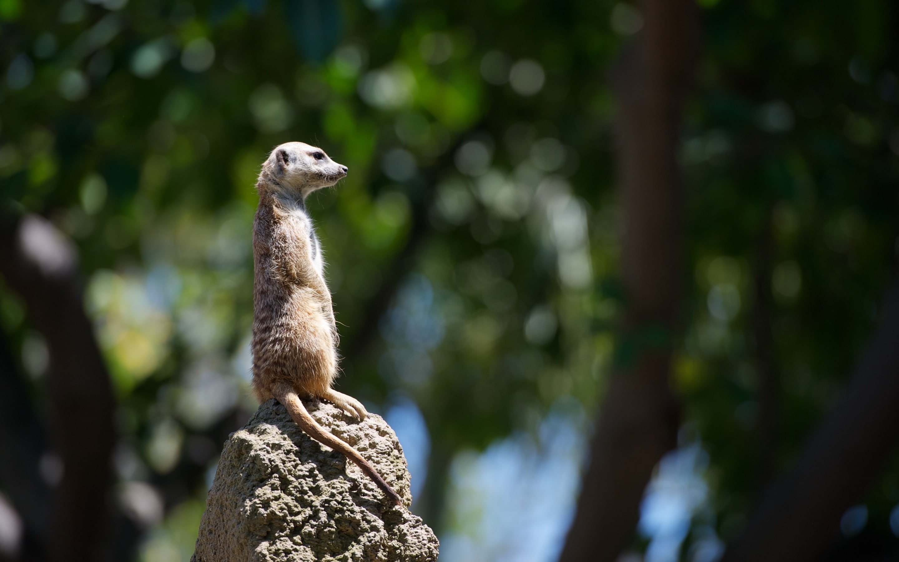 wildlife, gray, animal, tail, 2K, meercat, rock, furry, HD Wallpaper