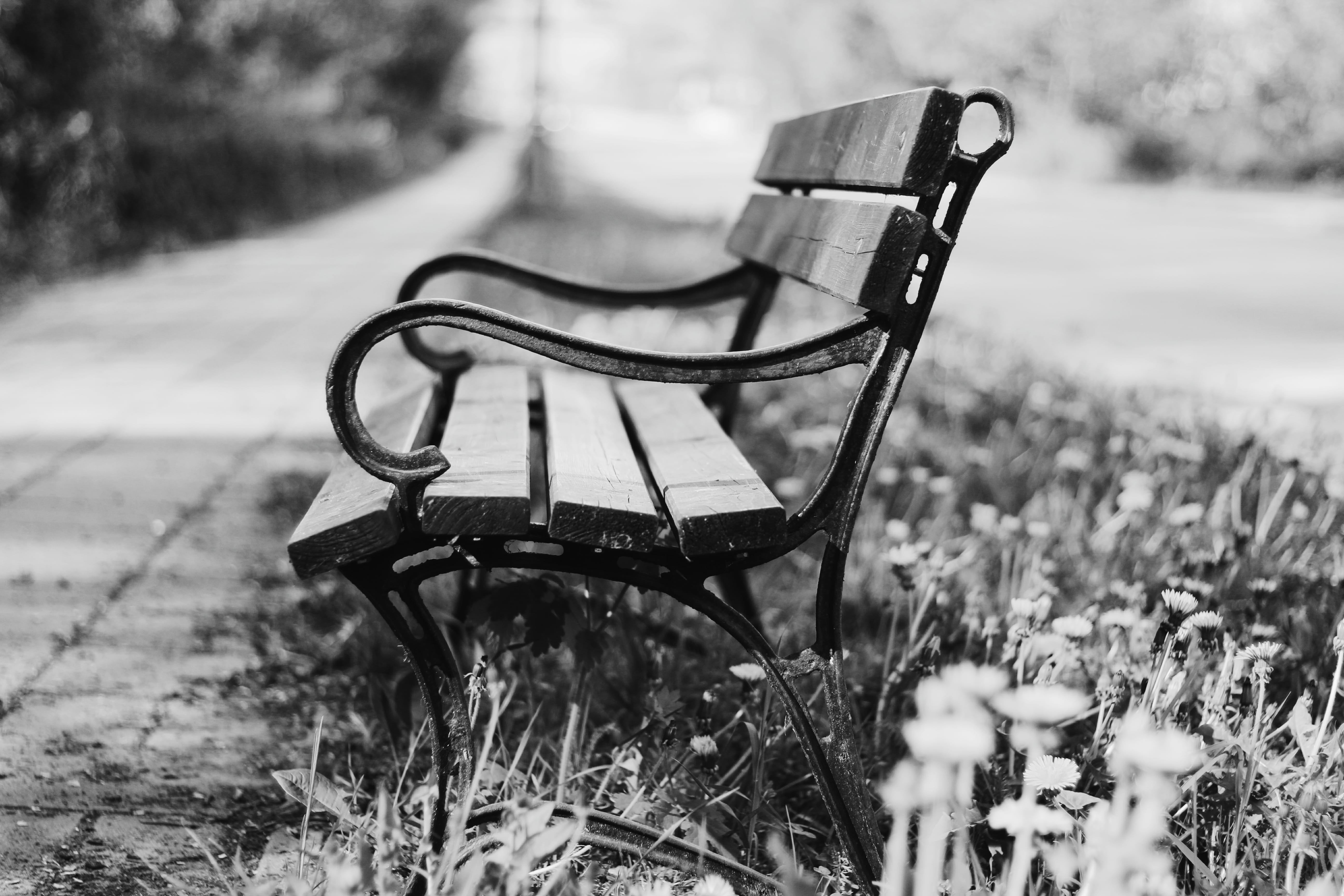monochrome, summer, nature, outdoors, photography, grass, grayscale, park, selective focus, tranquility, cold temperature, focus on foreground, daylight, HD Wallpaper