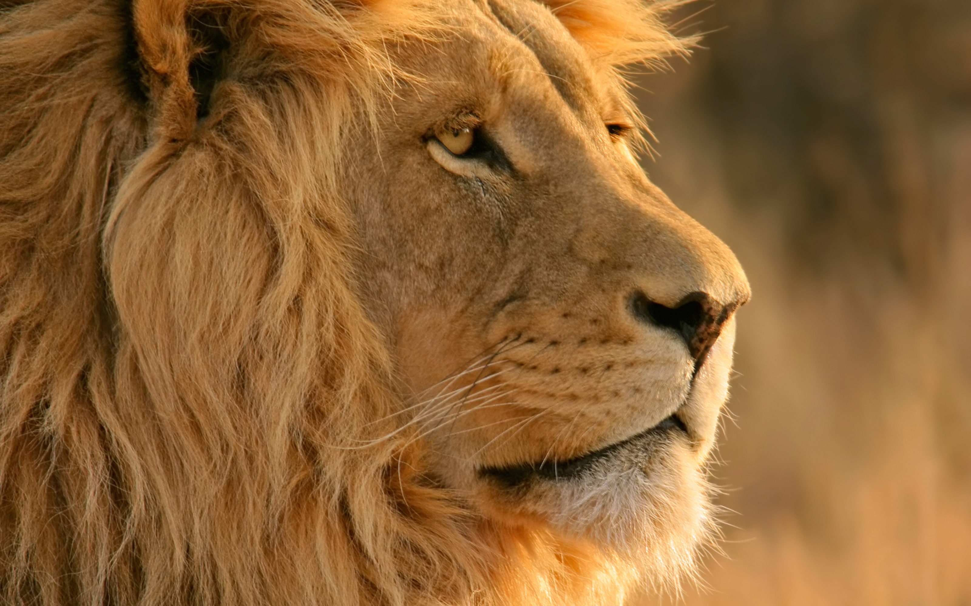 macintosh, apple, animals, mountain, 2K, hd, cats, art, x, lions, technology, inc, HD Wallpaper