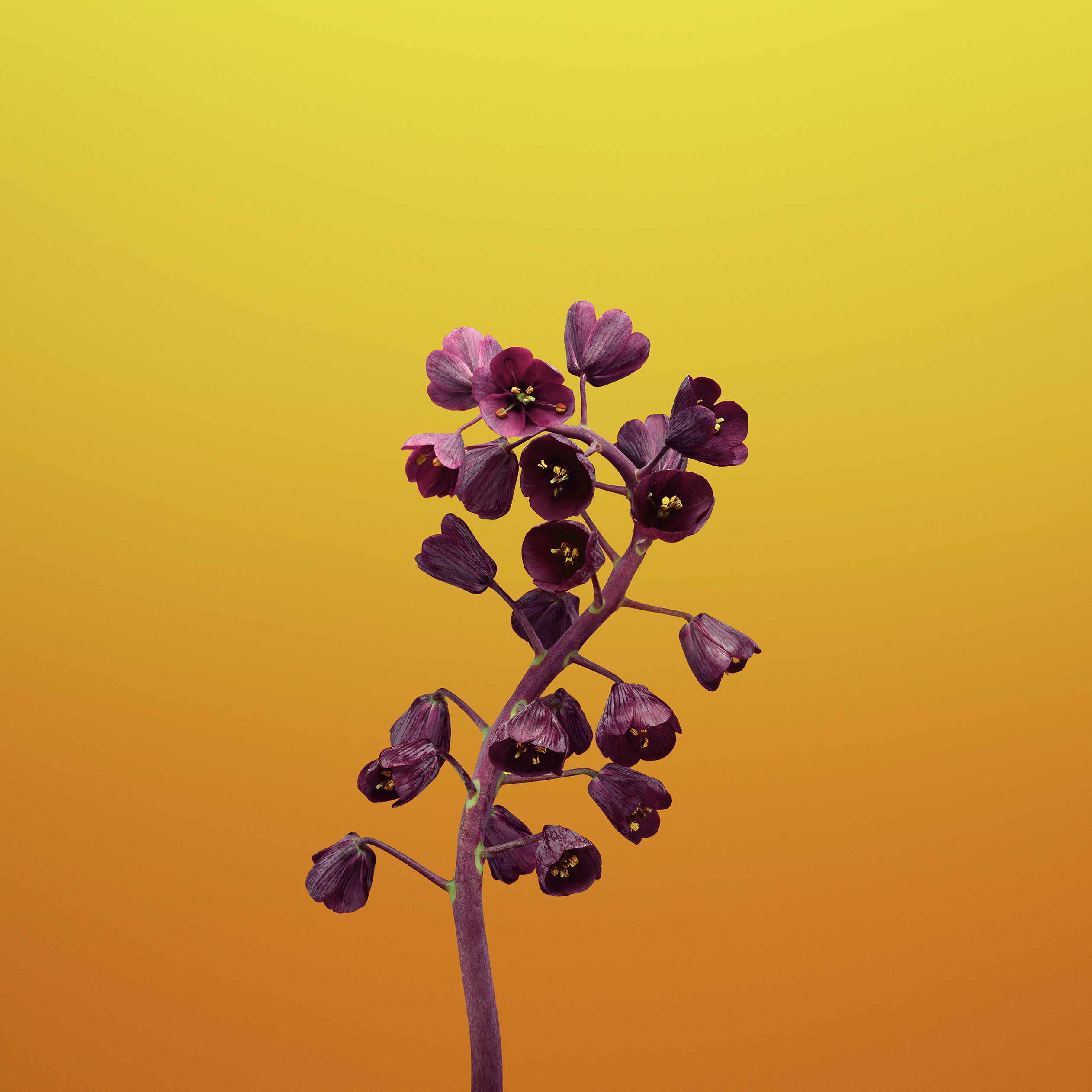close-up, no people, yellow, yellow background, inflorescence, purple, petal, apple, colored background, flowering plant, copy space, orange background, Phone HD Wallpaper