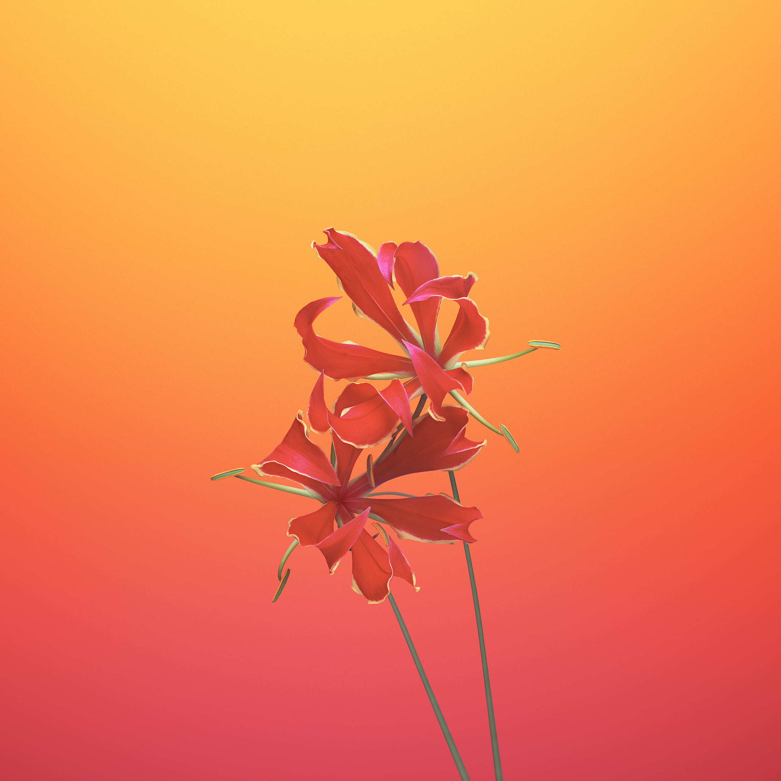 1080P, flowers, inflorescence, plant, orange background, growth, flowering plant, pink color, close-up, beauty in nature, petal, bouquet, flower, iphone x, Phone HD Wallpaper