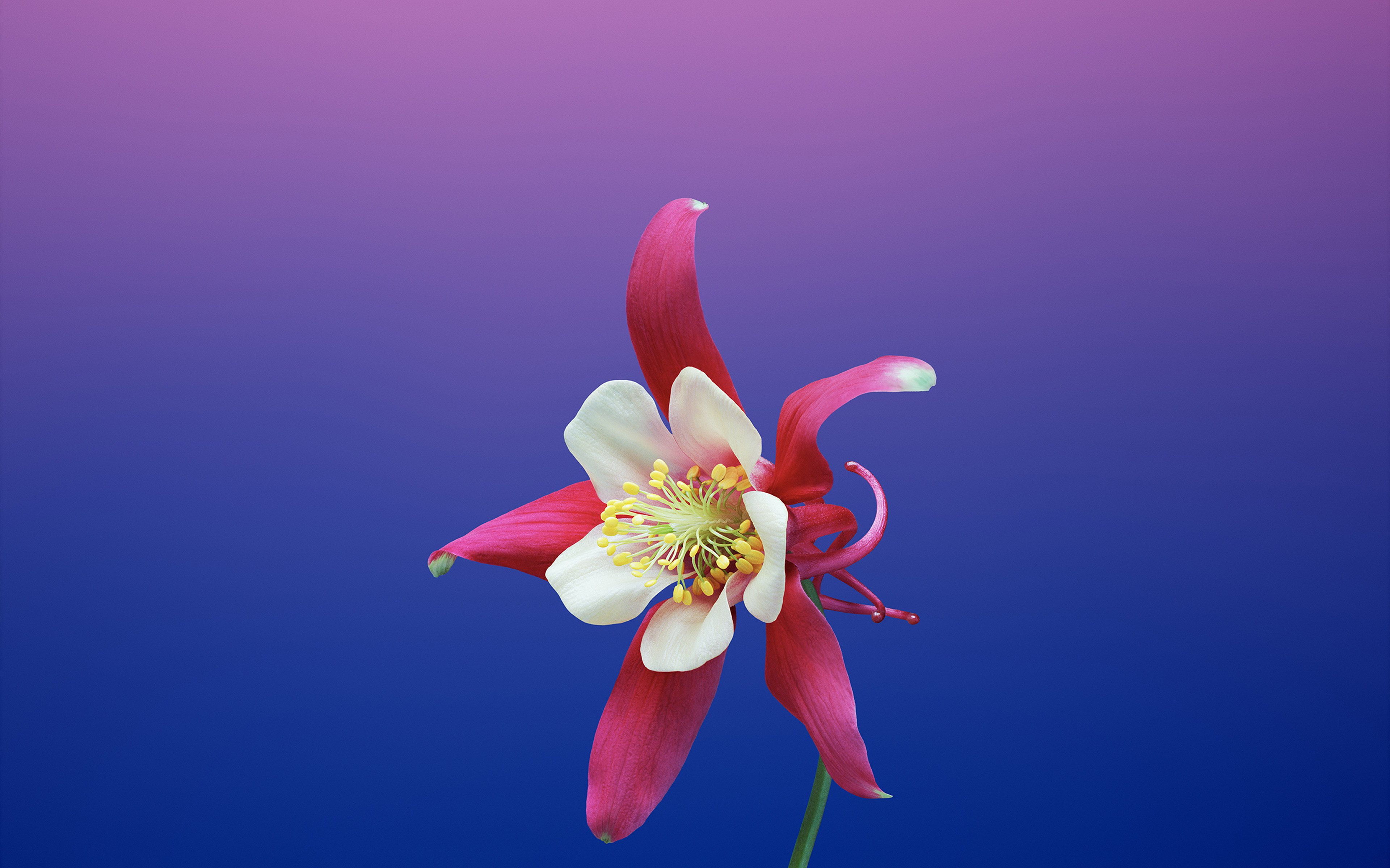 4K, colored background, illustration, studio shot, flowering plant, iphone8, no people, fragility, plant, ios11, beauty in nature, flower head, pollen, HD Wallpaper