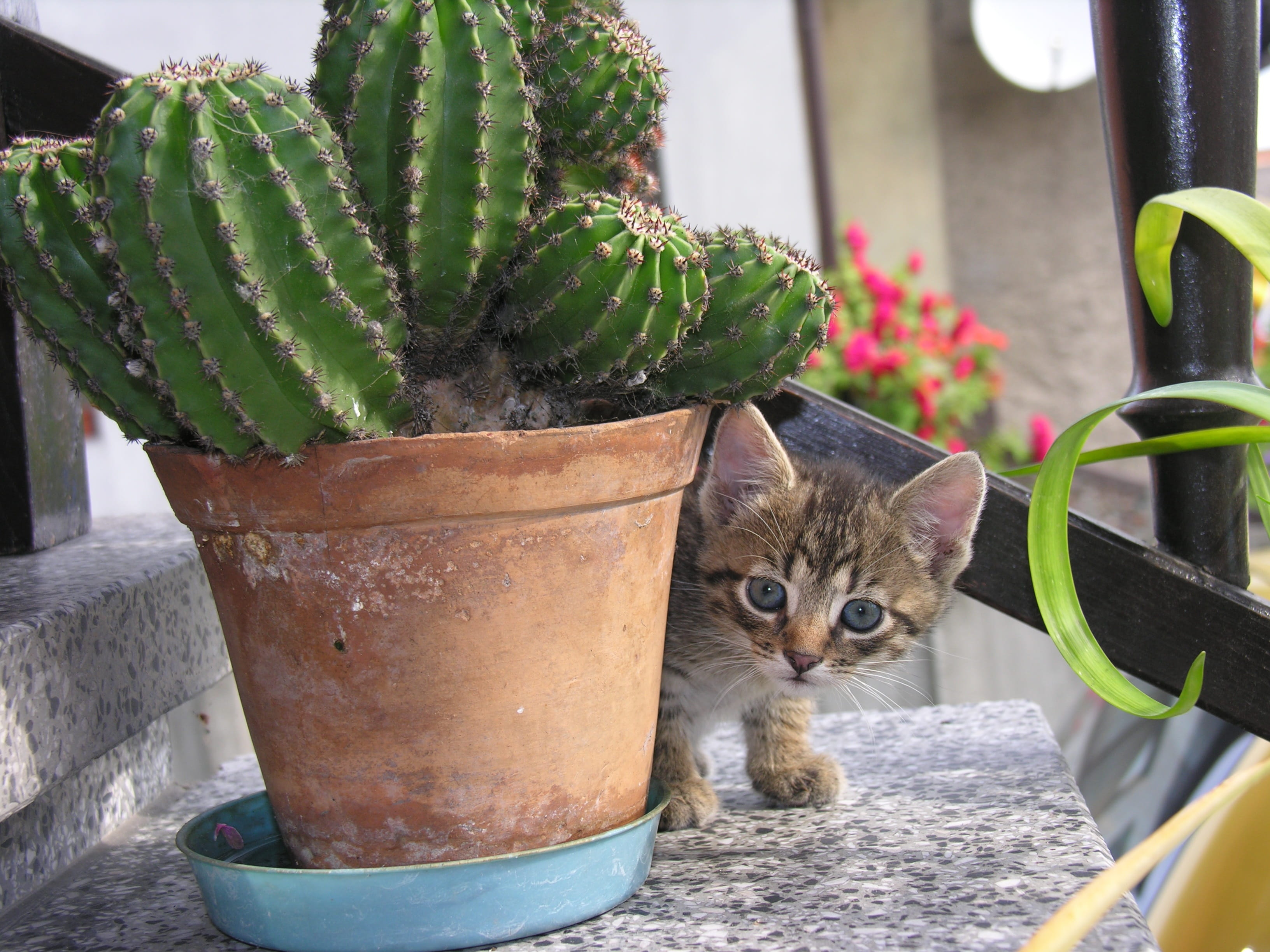 growth, plant, succulent plant, cat, flower pot, animal themes, cactus, day, houseplant, potted plant, domestic animals, domestic cat, whisker, bought my kittens, HD Wallpaper