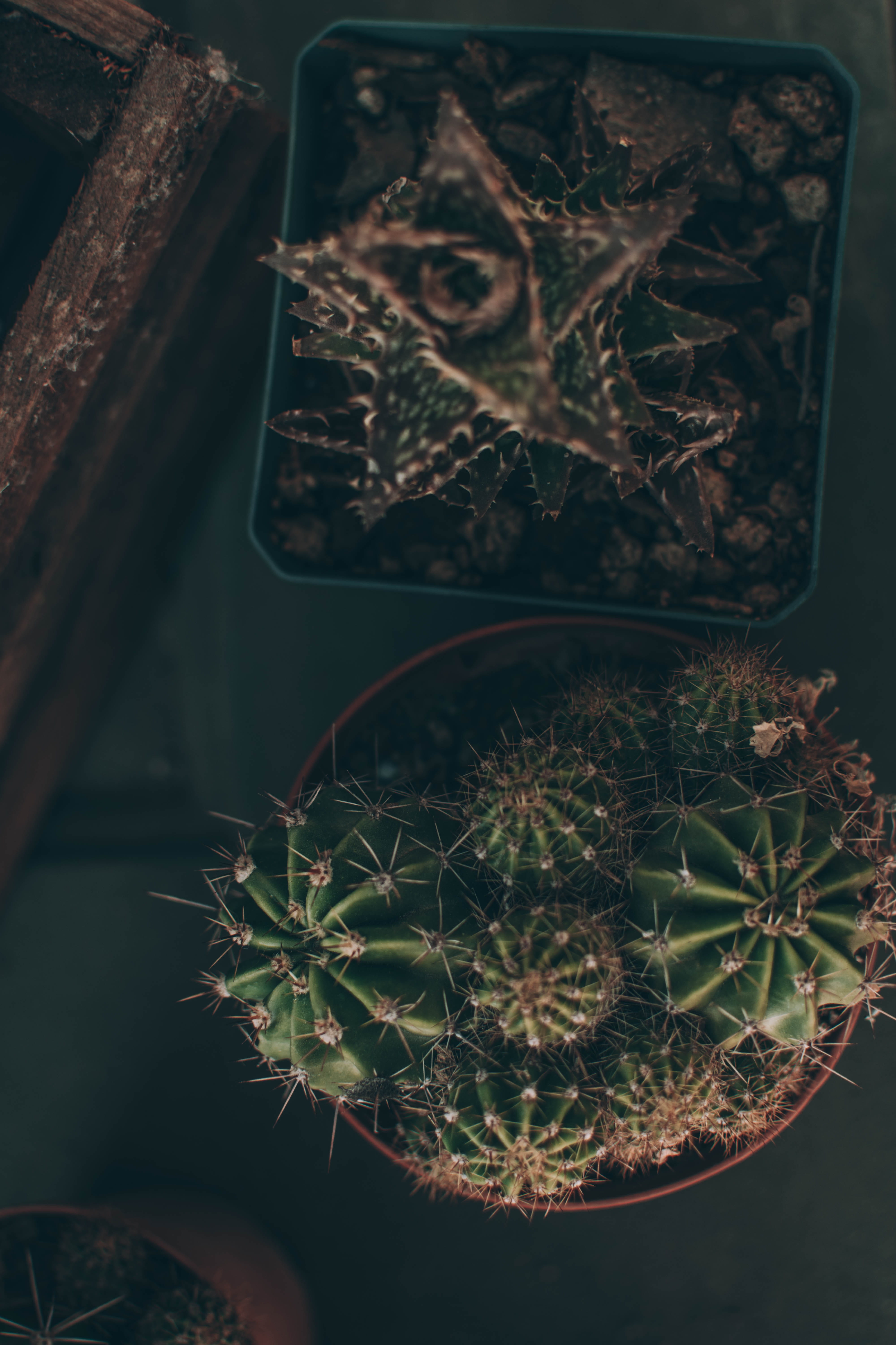 coyote, 5K, ornament, spider web, greenhouse, pattern, lace, weed, nature, succulent plant, outdoors, shopping cart, plant part, houseplant, plants, close-up, Phone HD Wallpaper
